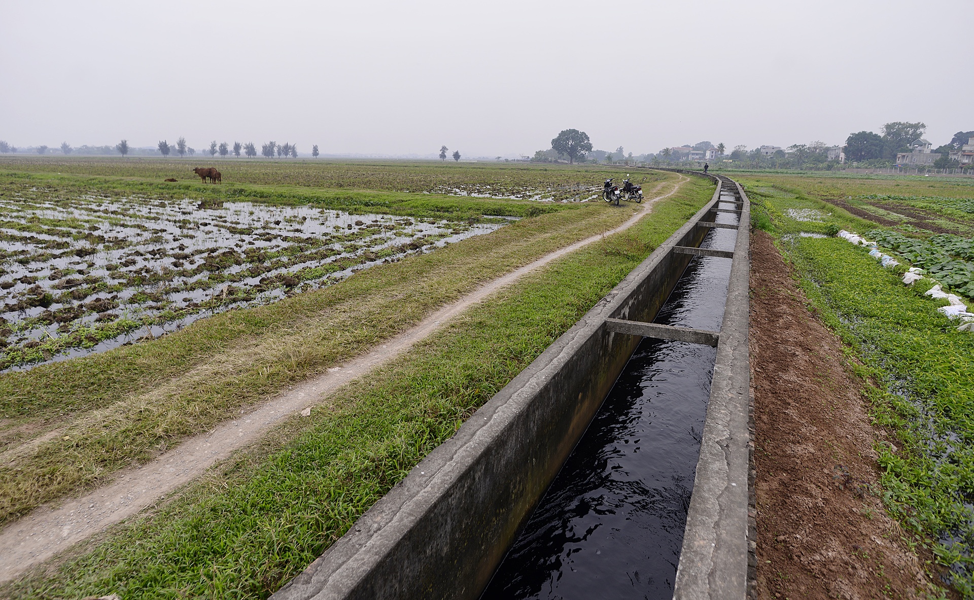 canh dong nhuom mau den cua nuoc song Day anh 3