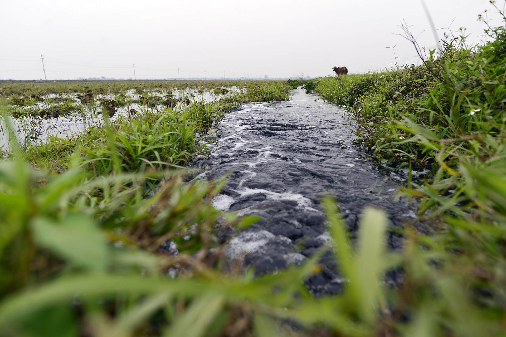 canh dong nhuom mau den cua nuoc song Day anh 7
