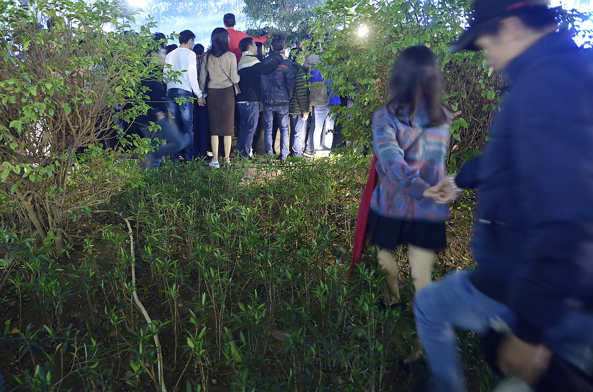 treo cay xem ca nhac dem Giang sinh anh 2