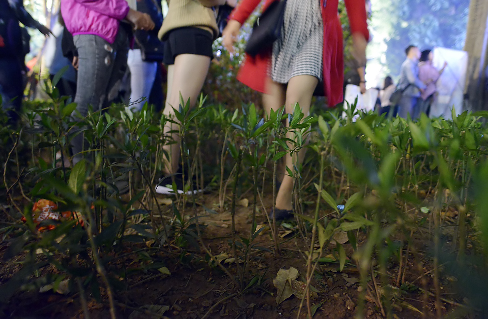 Treo cay, giam dap bon hoa xem ca nhac dem Noel hinh anh