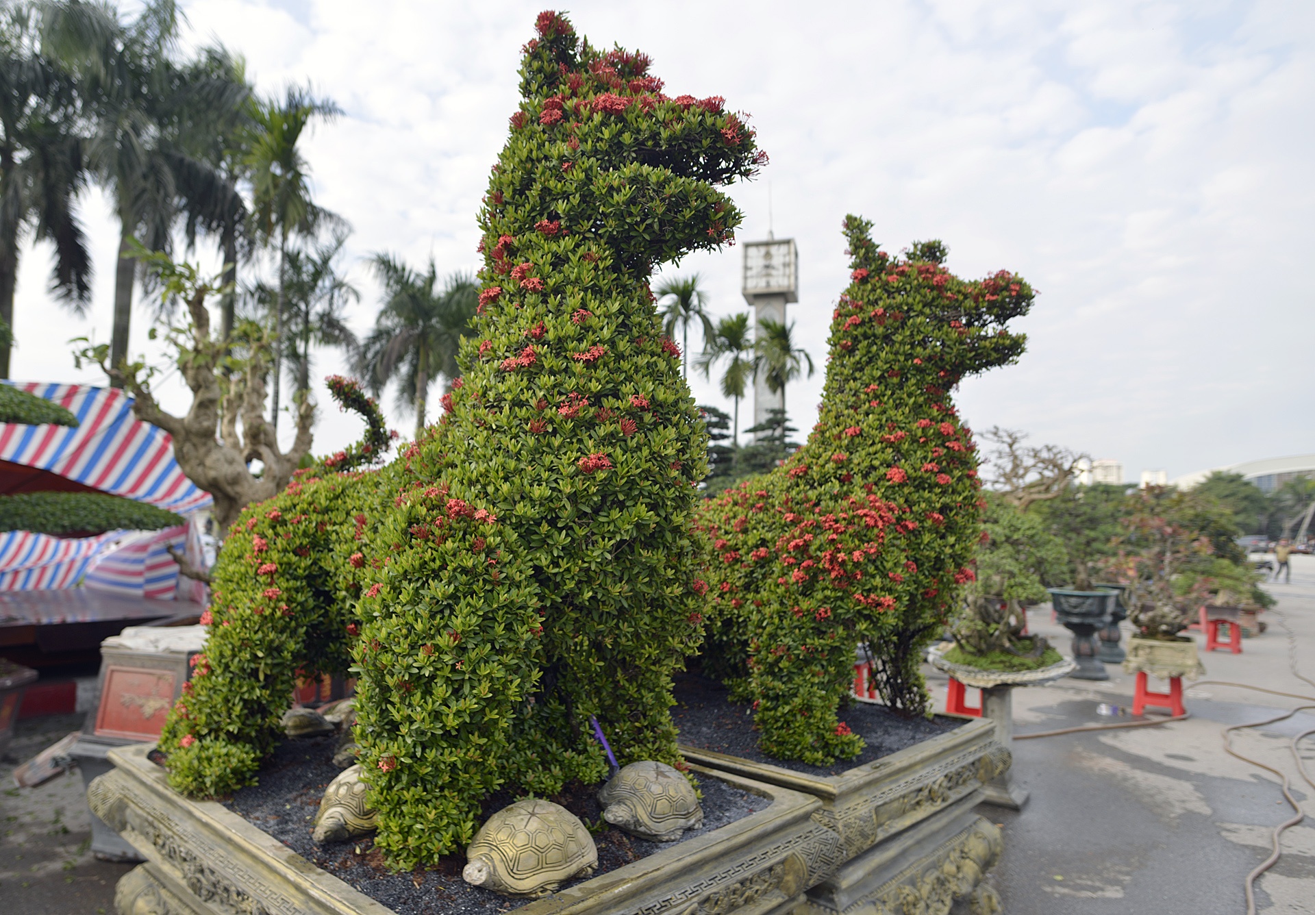 Cay canh hinh cho 350 trieu mot cap o Ha Noi hinh anh