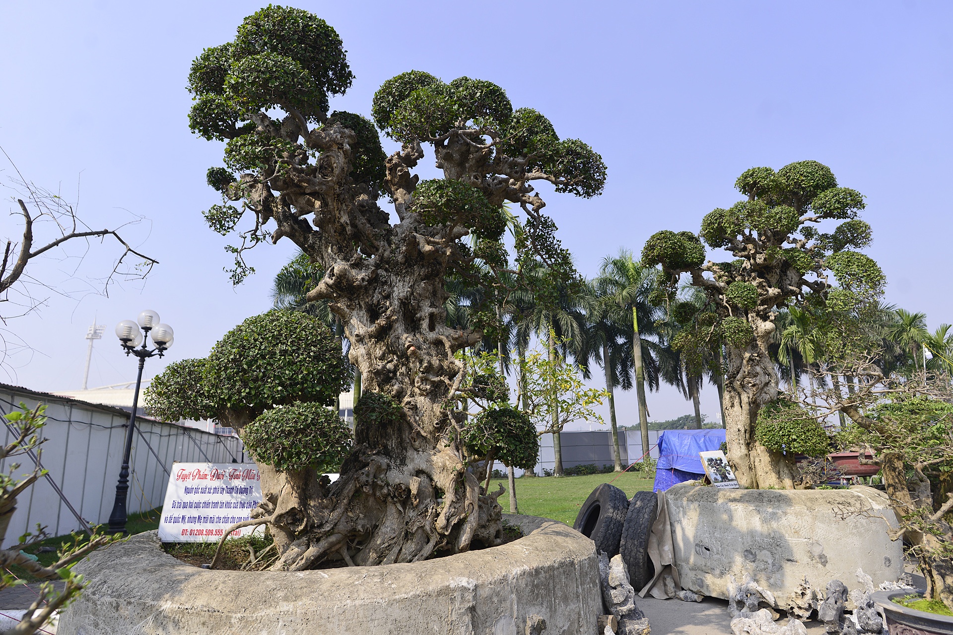 het gia cay duoi 15 ty tai hoi cho Tet anh 1