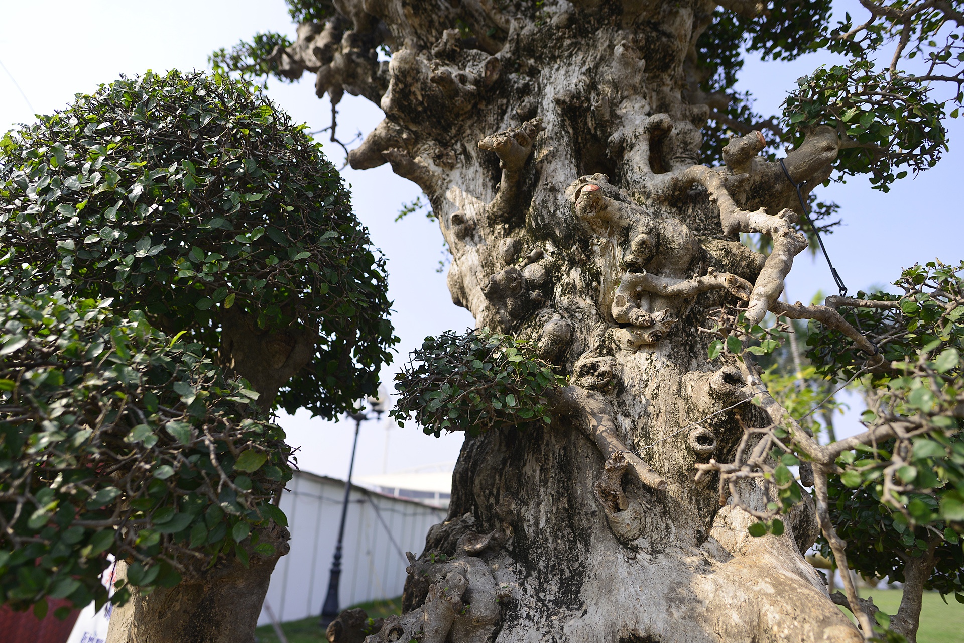 het gia cay duoi 15 ty tai hoi cho Tet anh 3