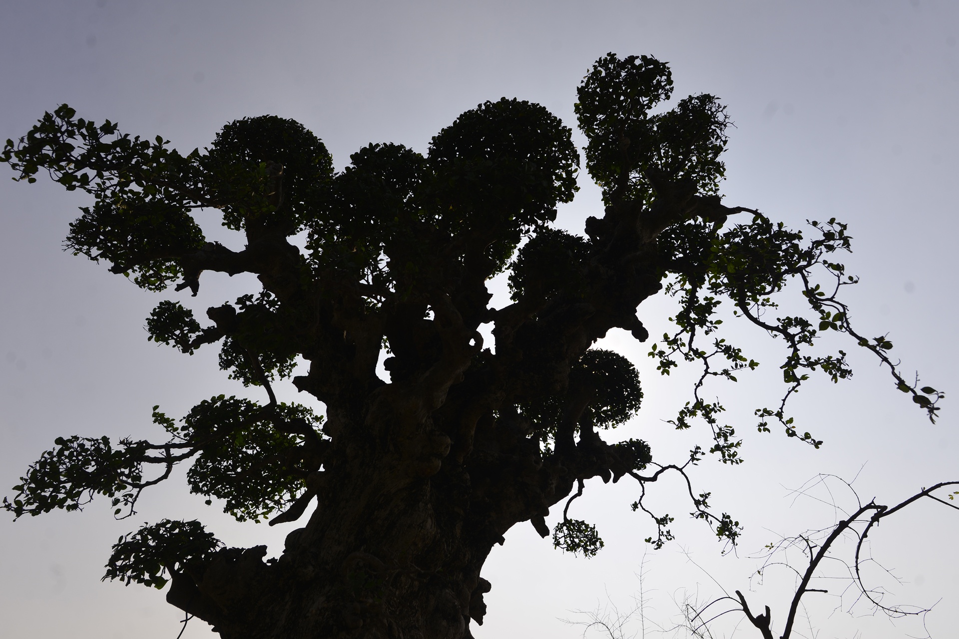 het gia cay duoi 15 ty tai hoi cho Tet anh 4