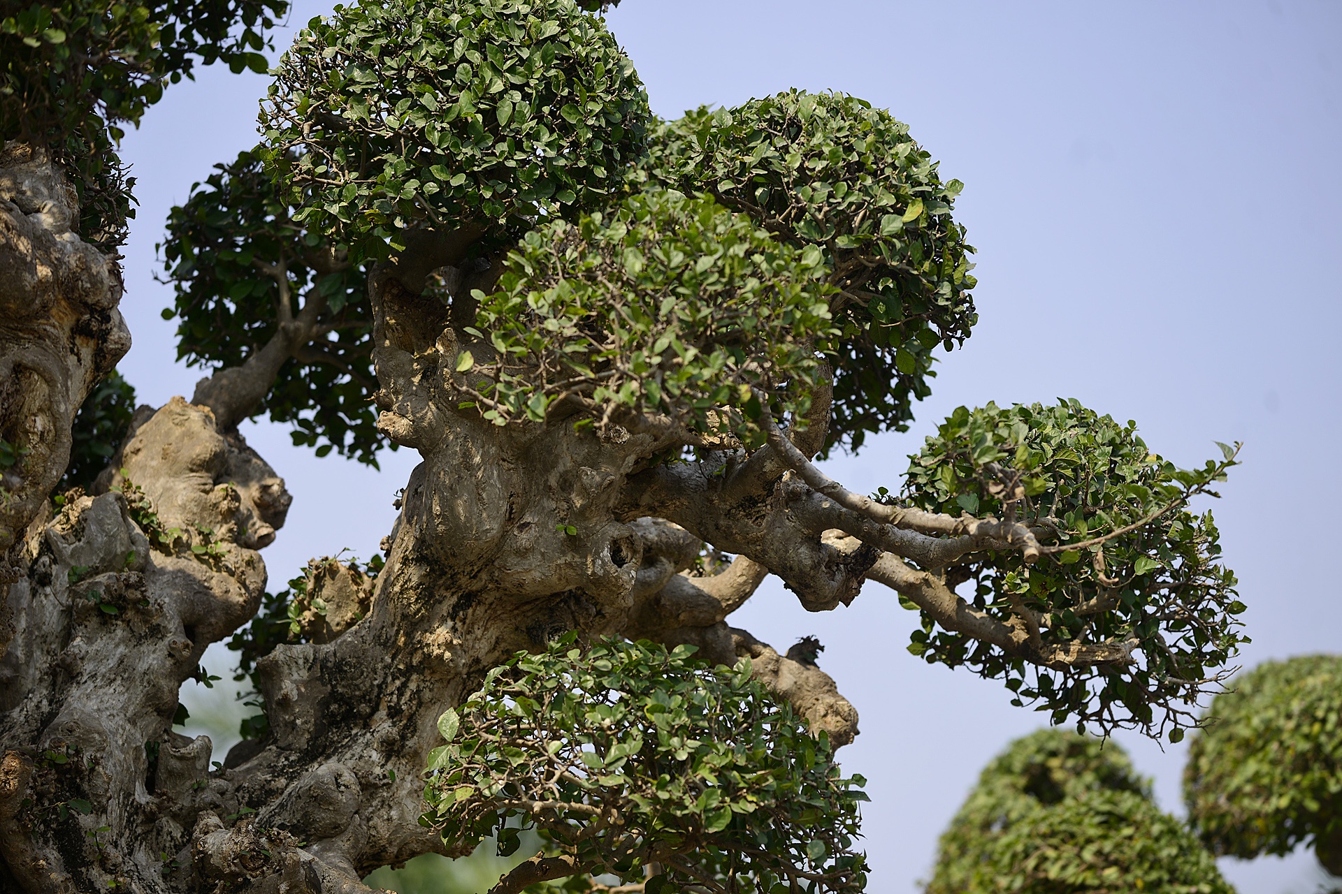 het gia cay duoi 15 ty tai hoi cho Tet anh 5