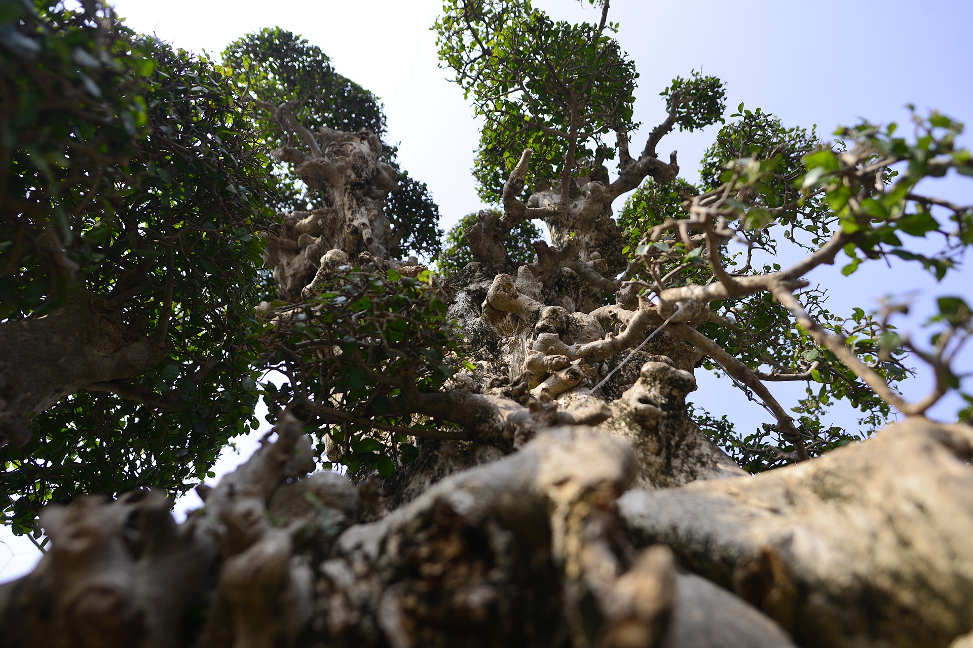 het gia cay duoi 15 ty tai hoi cho Tet anh 6