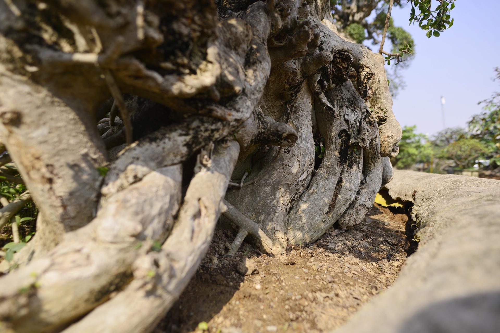 het gia cay duoi 15 ty tai hoi cho Tet anh 7