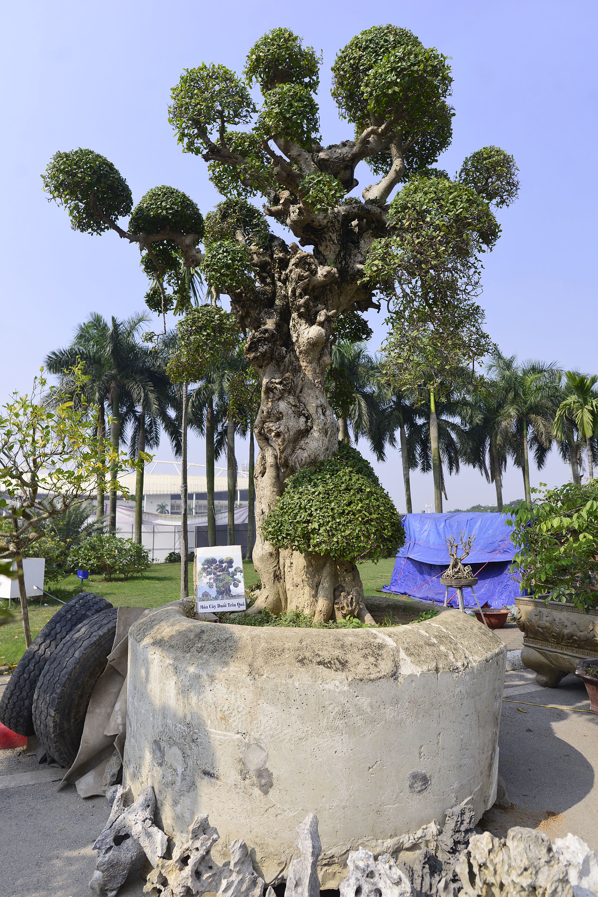 het gia cay duoi 15 ty tai hoi cho Tet anh 8