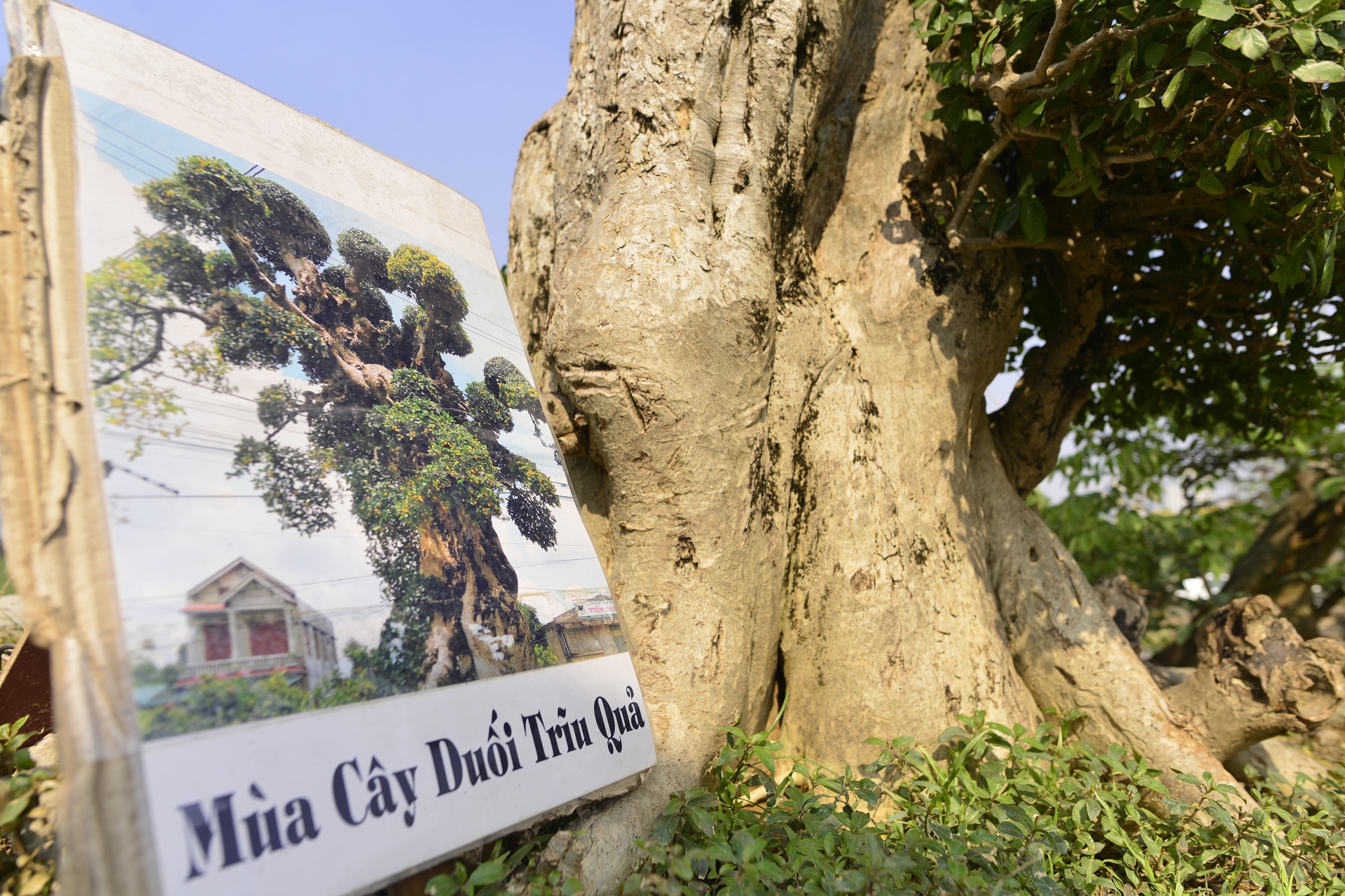 het gia cay duoi 15 ty tai hoi cho Tet anh 9