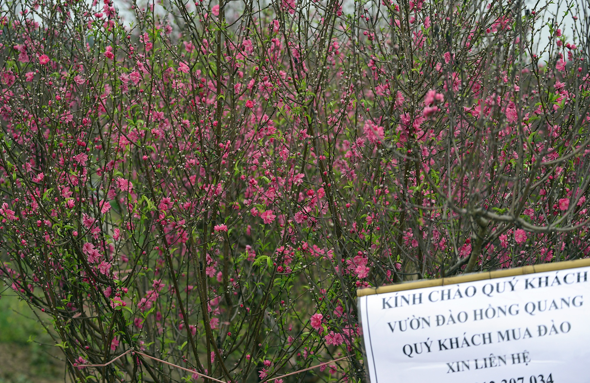 Truoc Tet 10 ngay, dao Nhat Tan da khoe sac tu vuon ve pho hinh anh