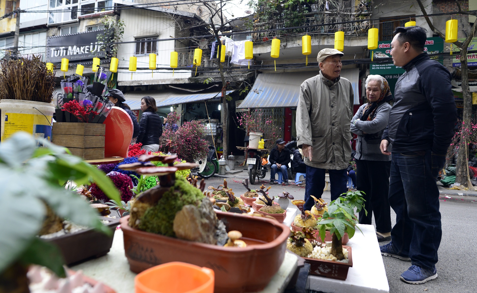 nam linh chi thanh cay canh choi Tet anh 10