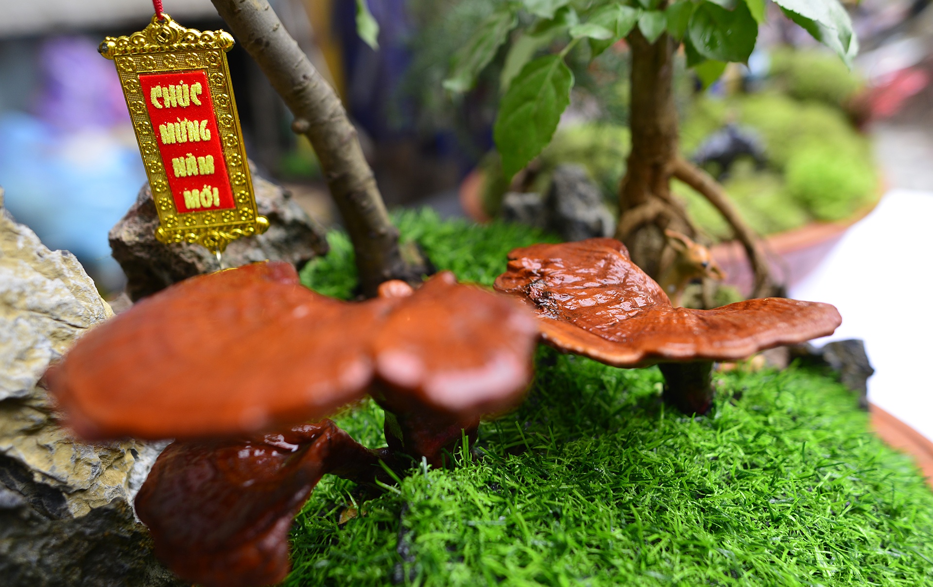 nam linh chi thanh cay canh choi Tet anh 11