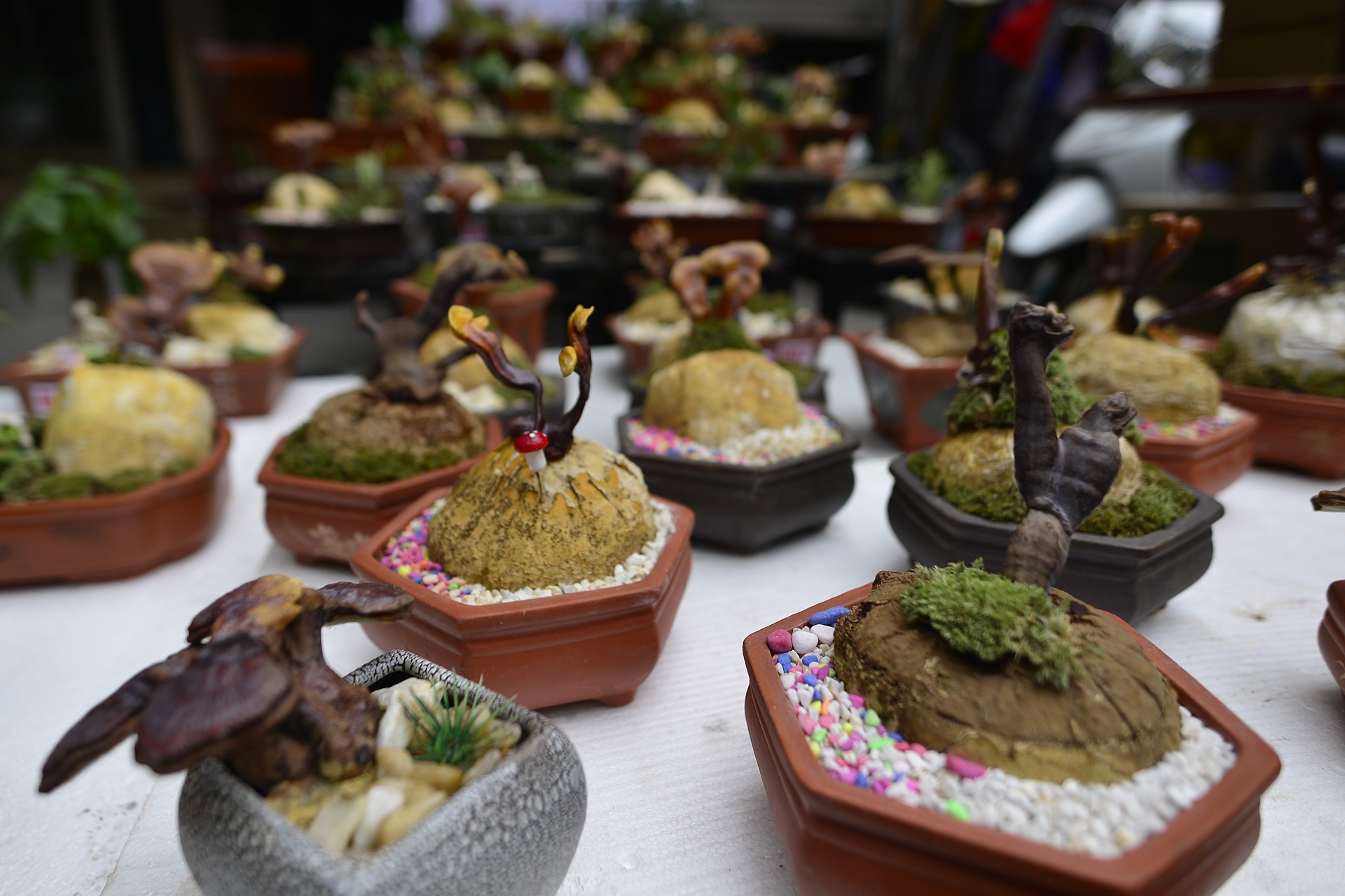 nam linh chi thanh cay canh choi Tet anh 12