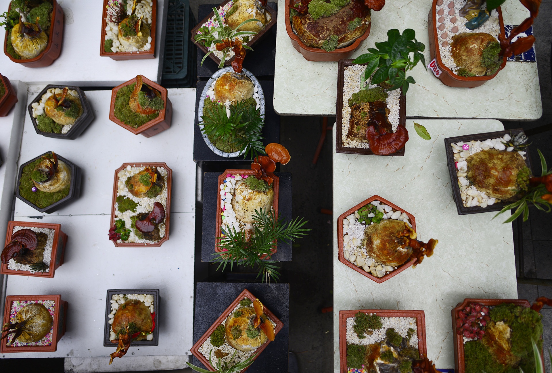 nam linh chi thanh cay canh choi Tet anh 1