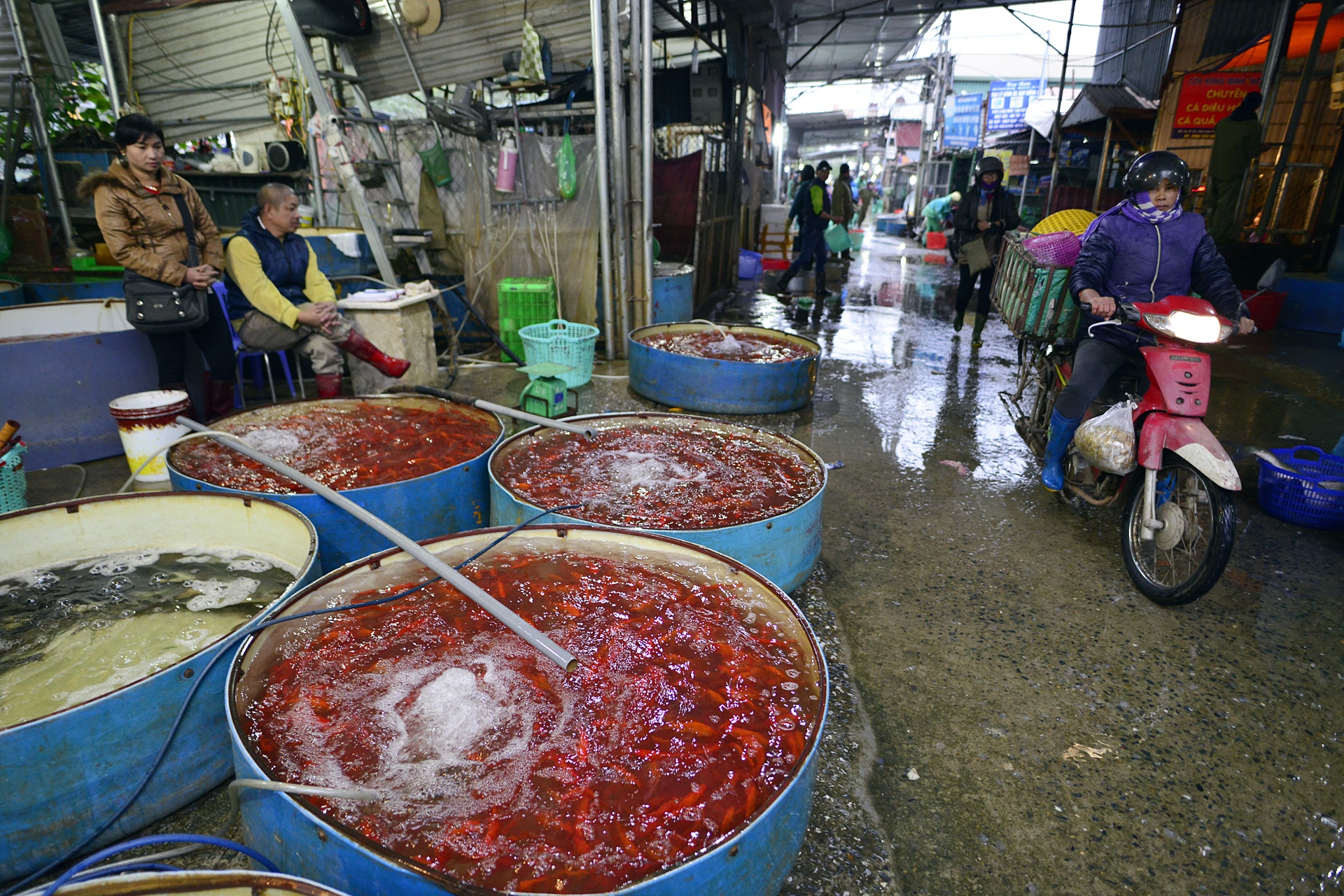 cho ca lon nhat Ha Noi tap nap dip 23 thang Chap anh 4