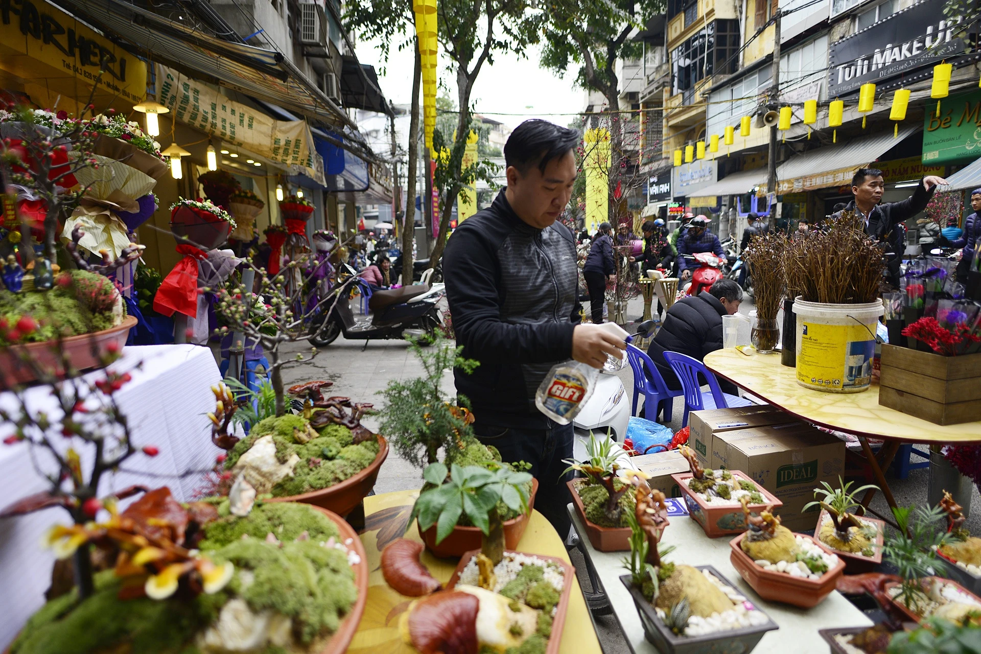 nam linh chi thanh cay canh choi Tet anh 2