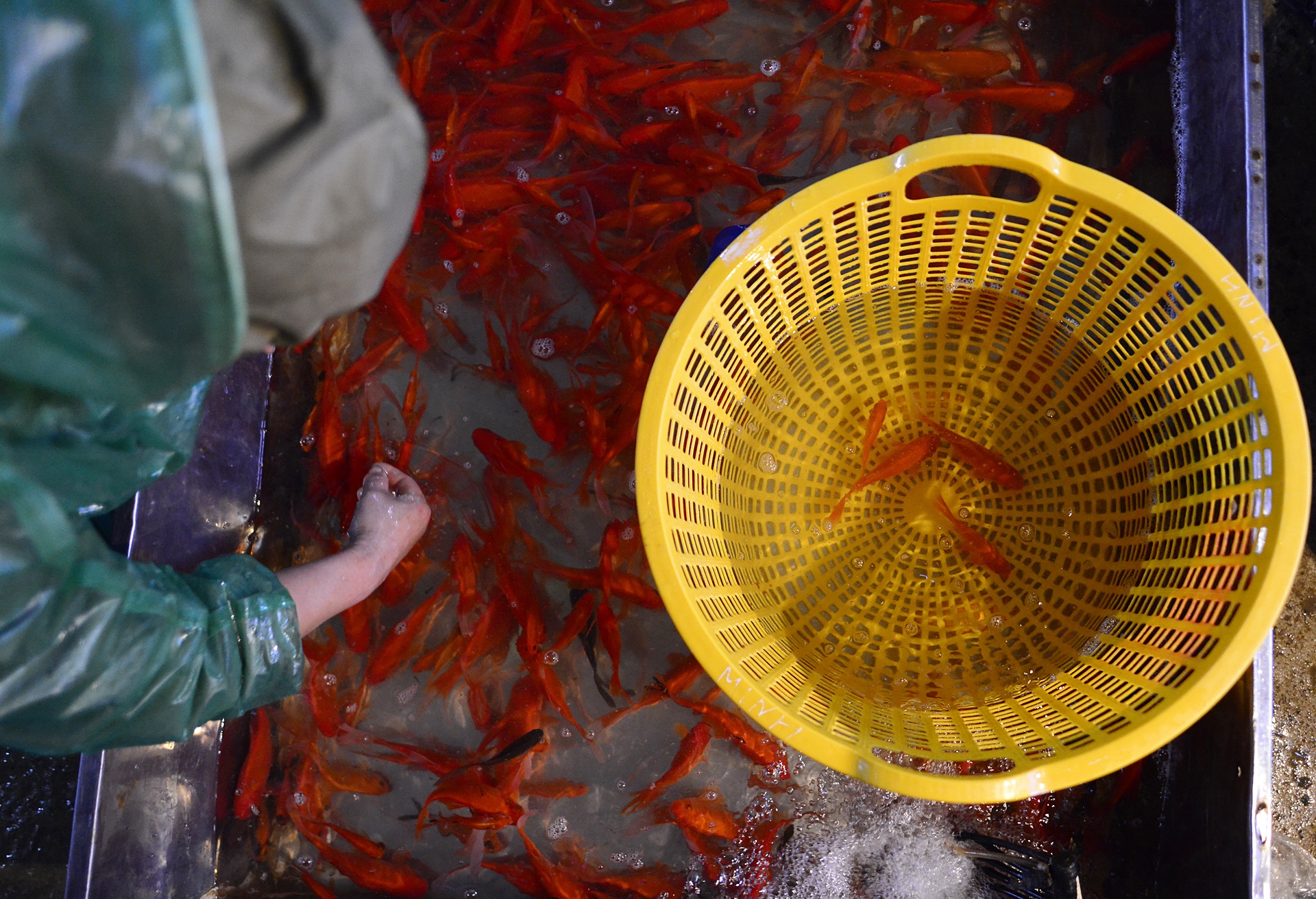 cho ca lon nhat Ha Noi tap nap dip 23 thang Chap anh 5