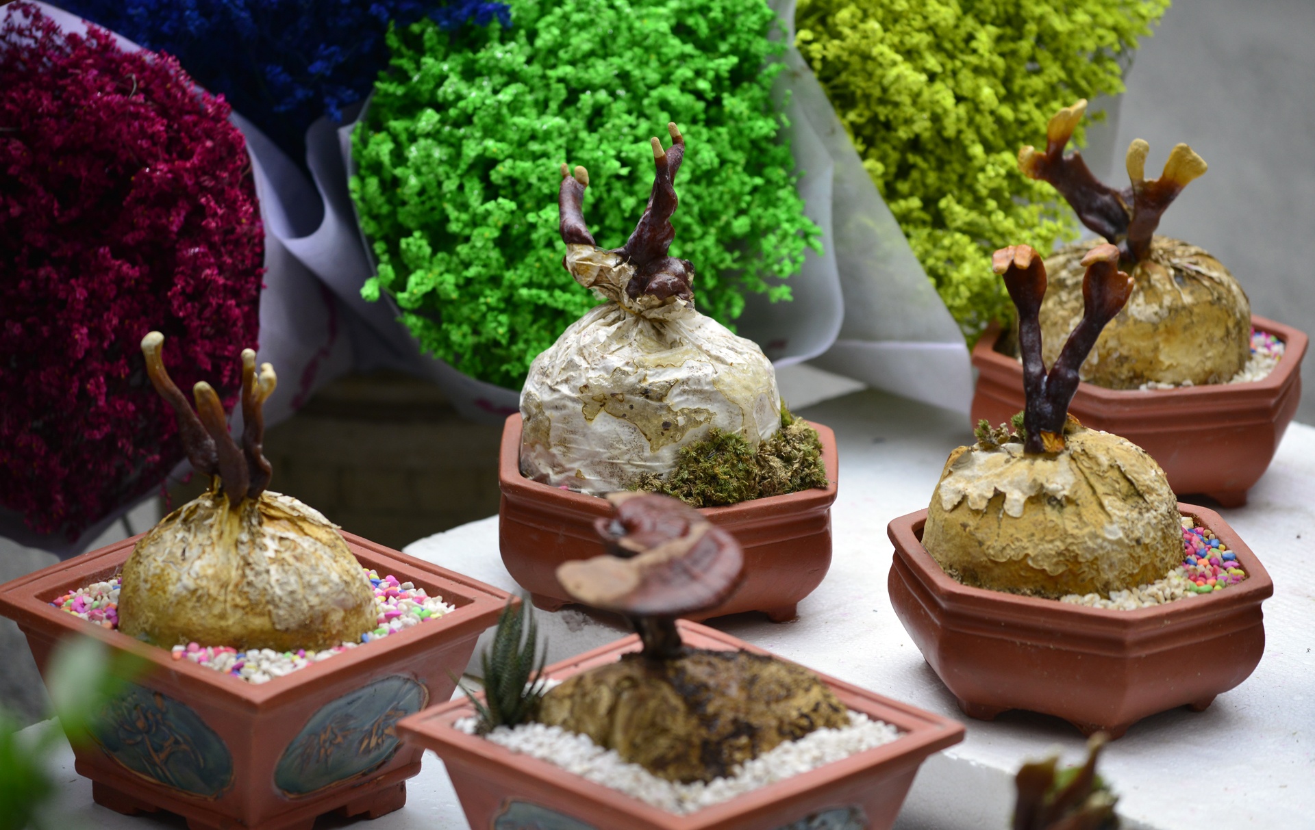 nam linh chi thanh cay canh choi Tet anh 3