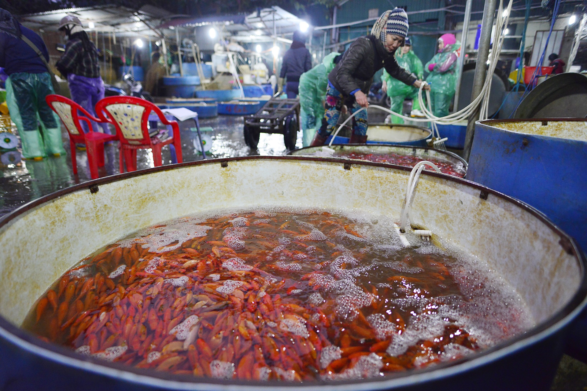 cho ca lon nhat Ha Noi tap nap dip 23 thang Chap anh 6