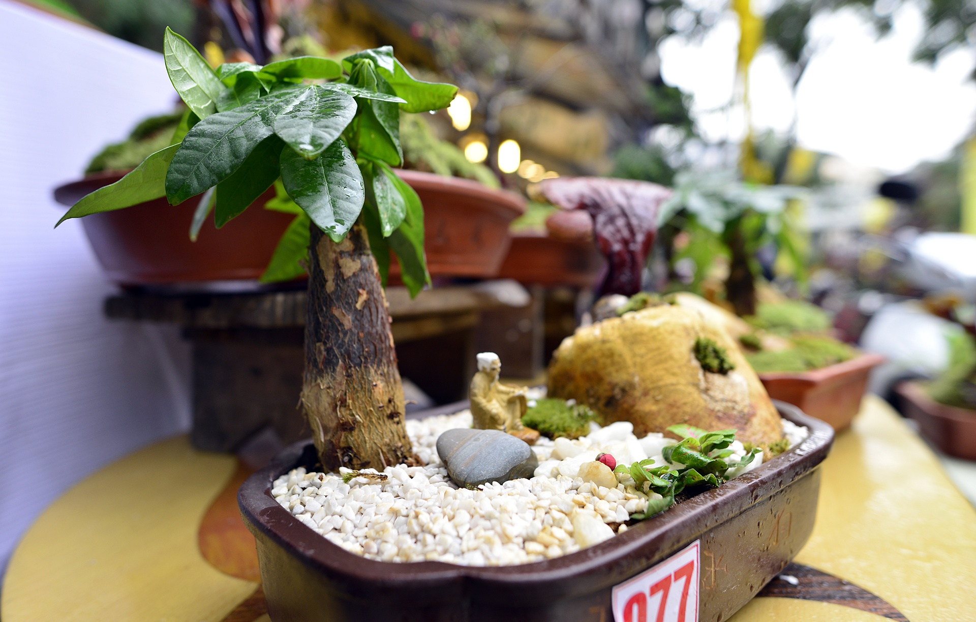 nam linh chi thanh cay canh choi Tet anh 4