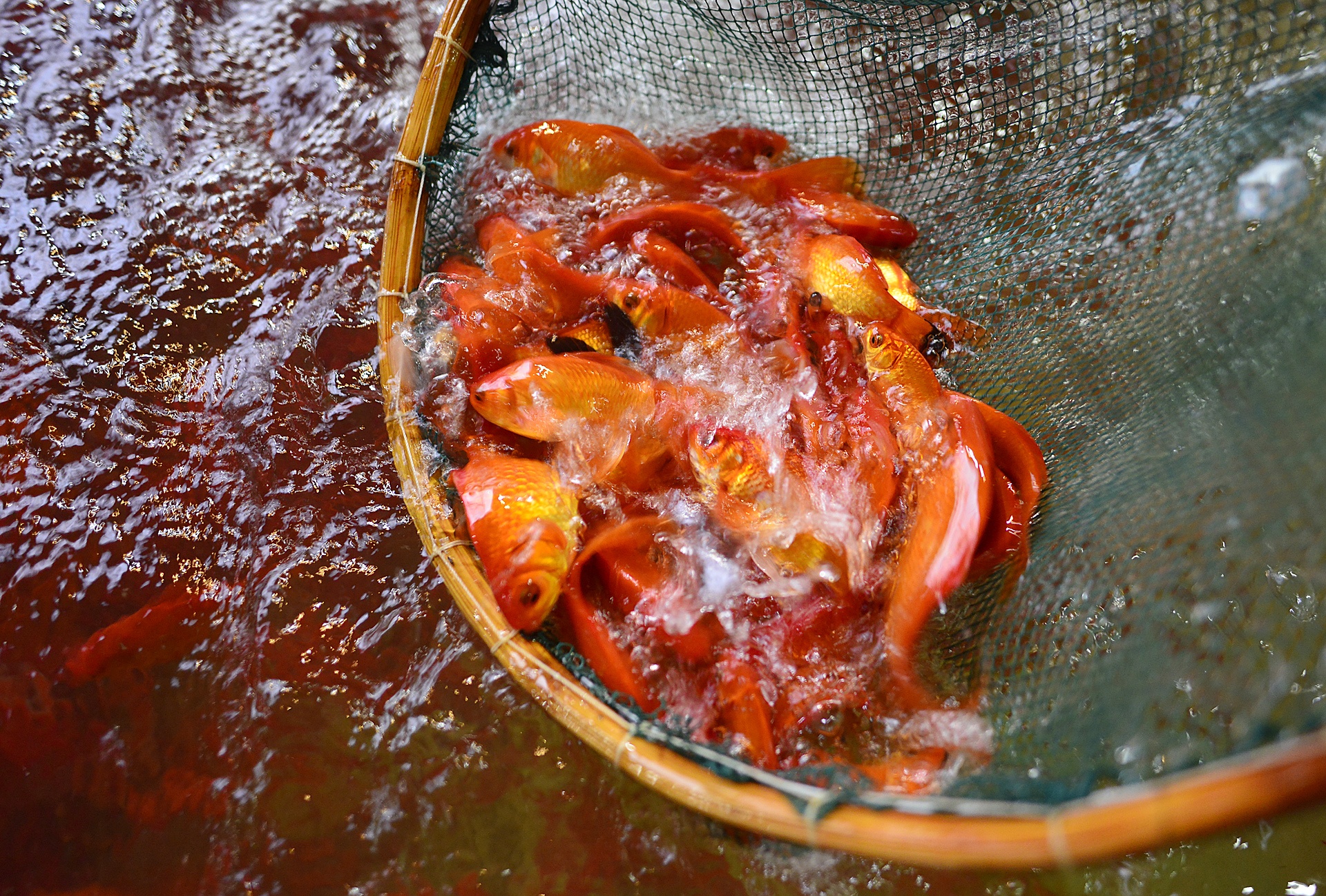 cho ca lon nhat Ha Noi tap nap dip 23 thang Chap anh 7