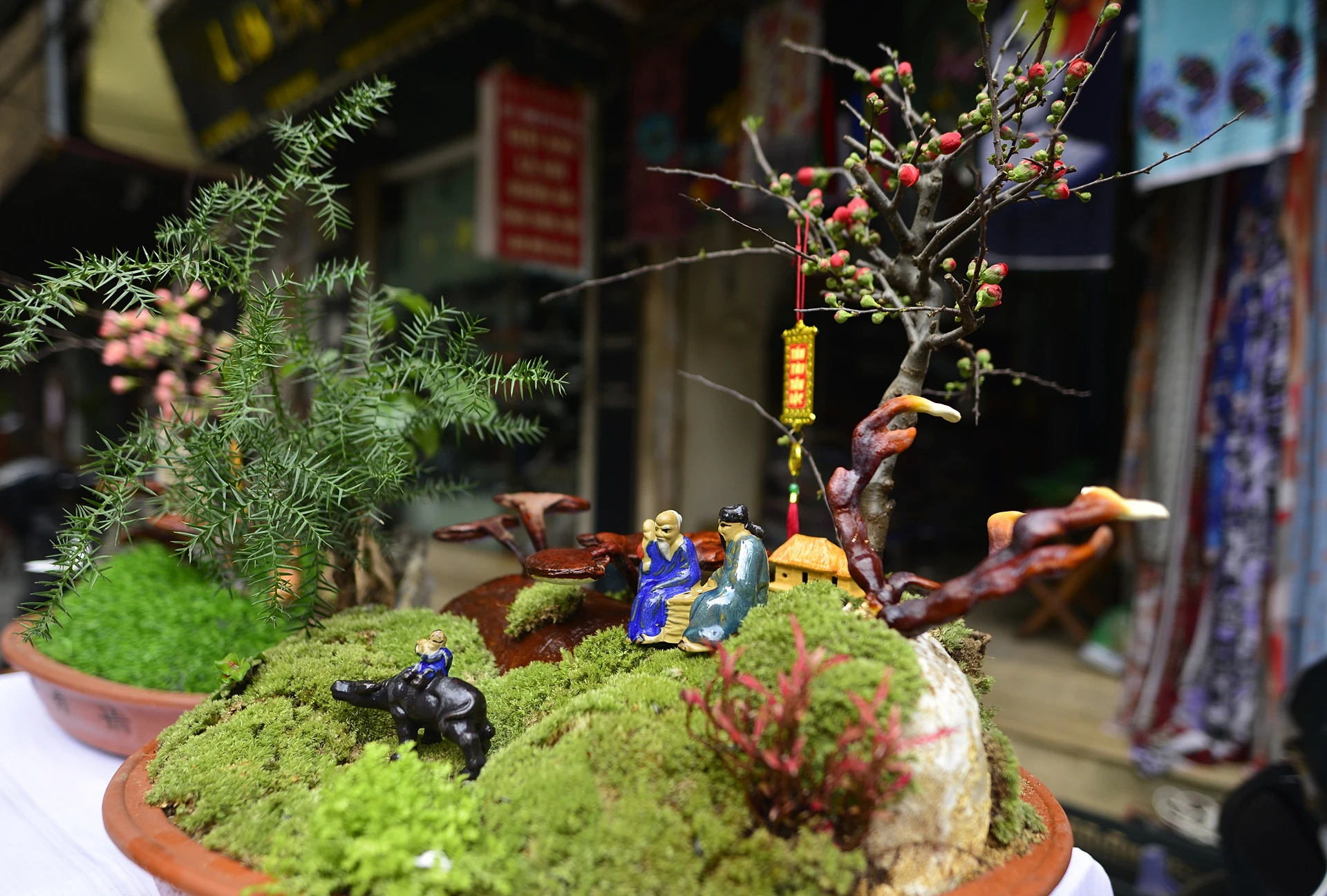 nam linh chi thanh cay canh choi Tet anh 5