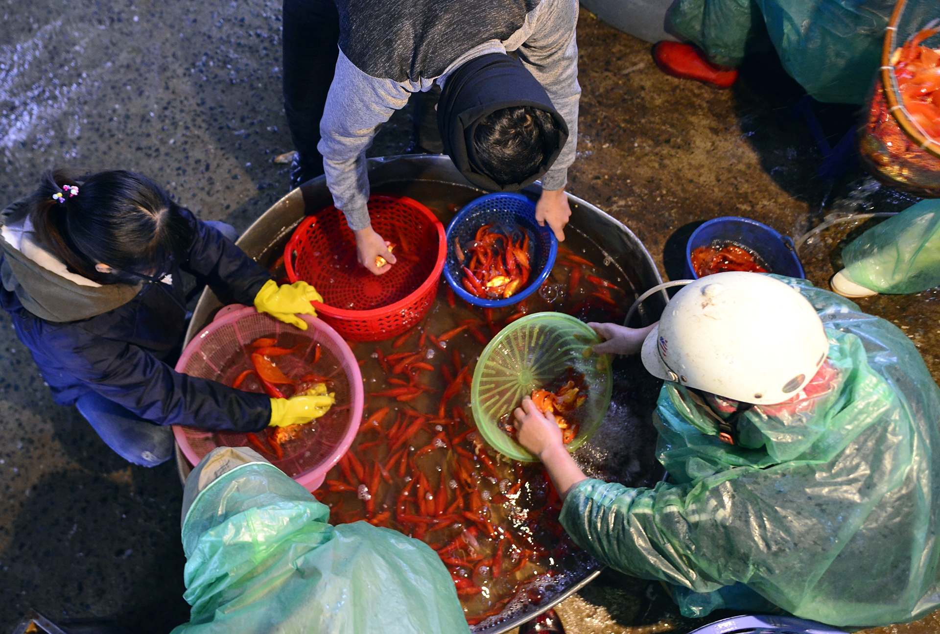 cho ca lon nhat Ha Noi tap nap dip 23 thang Chap anh 9