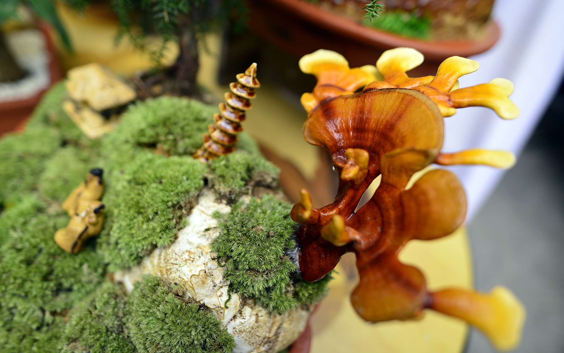 nam linh chi thanh cay canh choi Tet anh 6