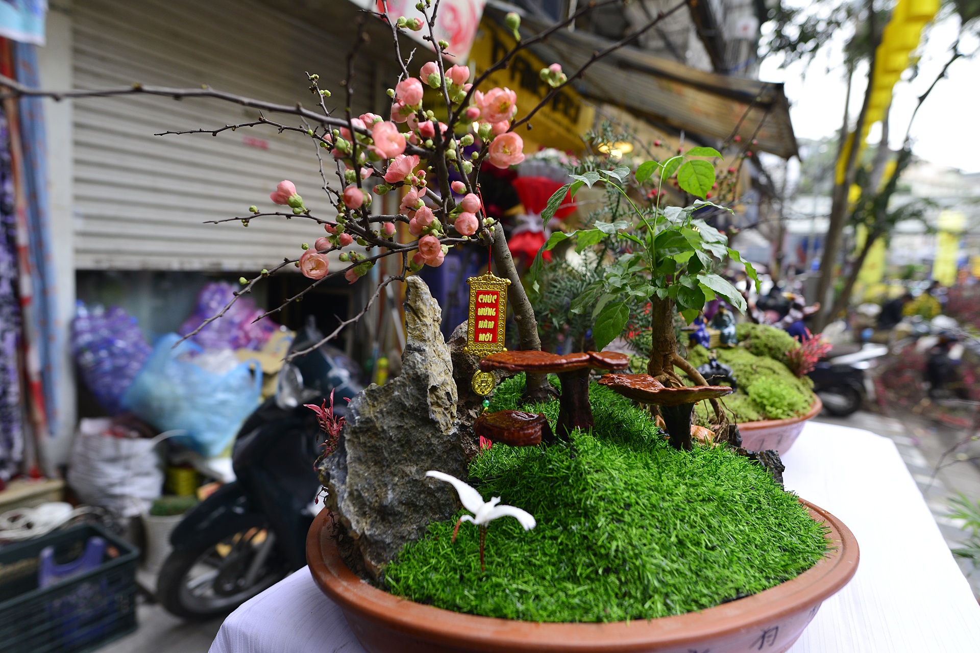 nam linh chi thanh cay canh choi Tet anh 7