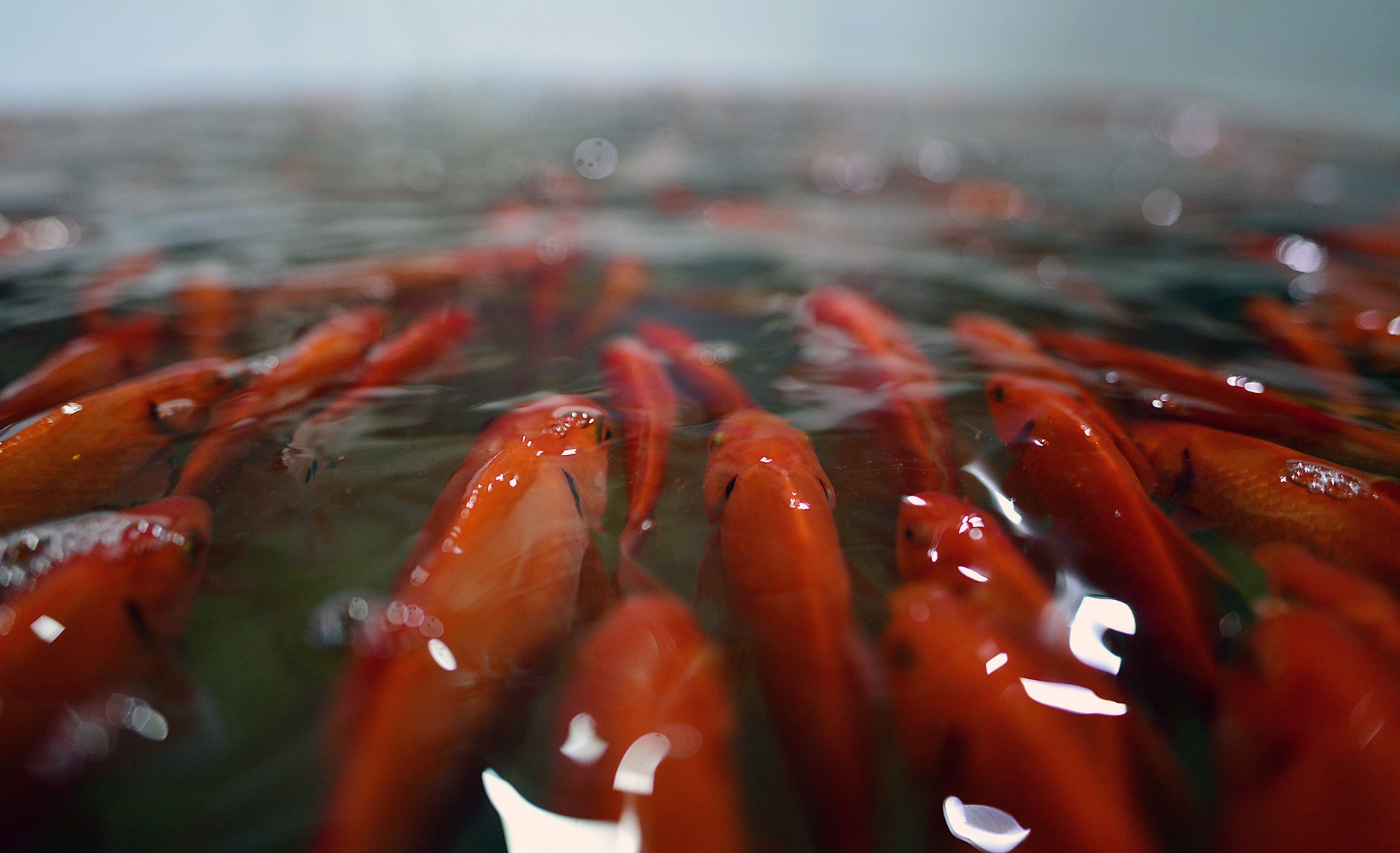 cho ca lon nhat Ha Noi tap nap dip 23 thang Chap anh 11