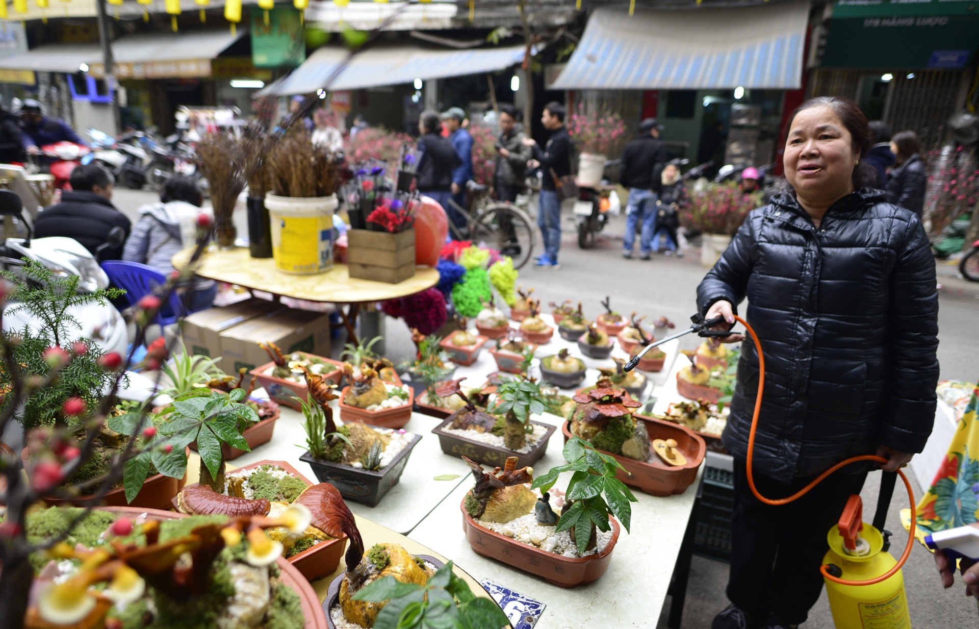 nam linh chi thanh cay canh choi Tet anh 8