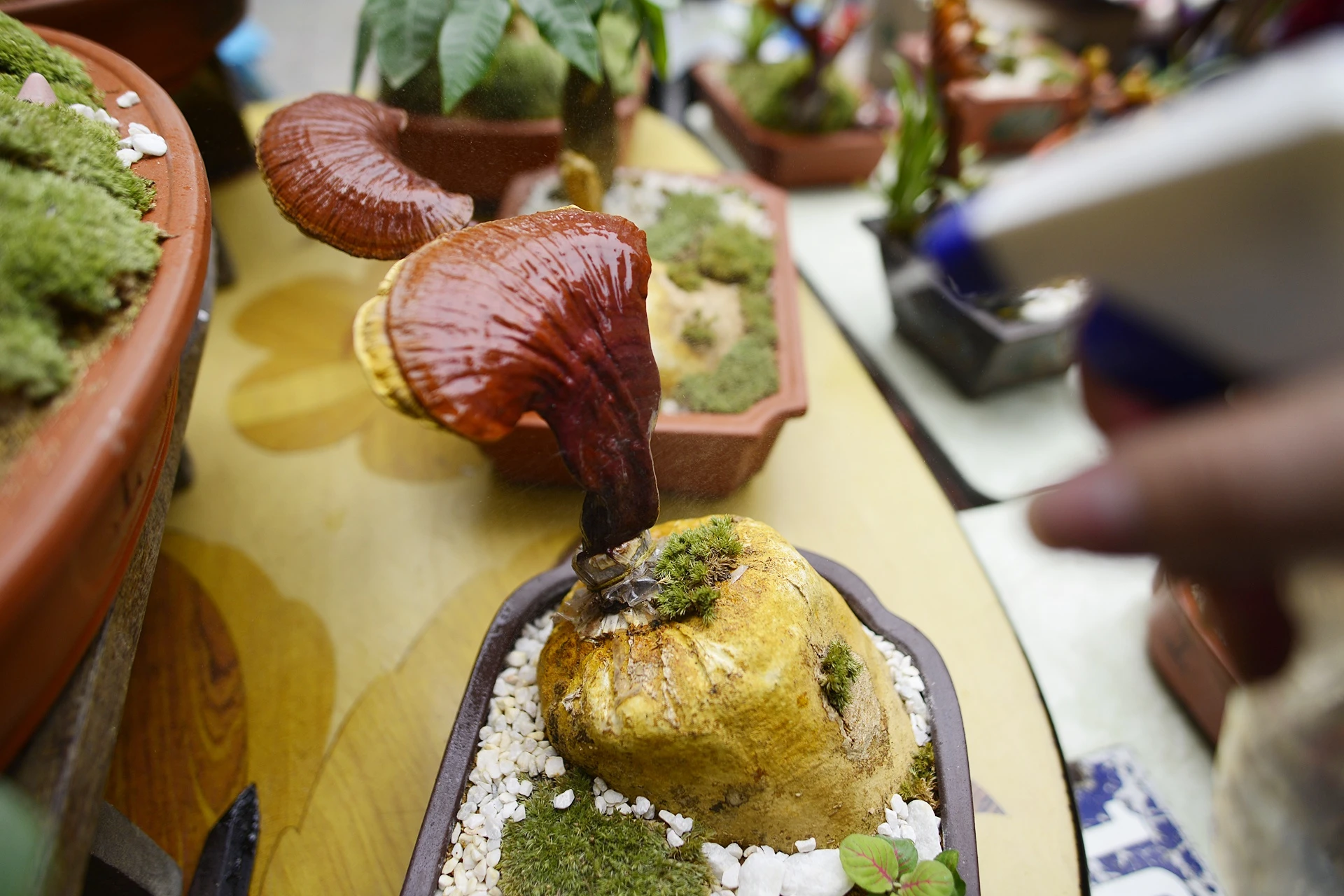 nam linh chi thanh cay canh choi Tet anh 9