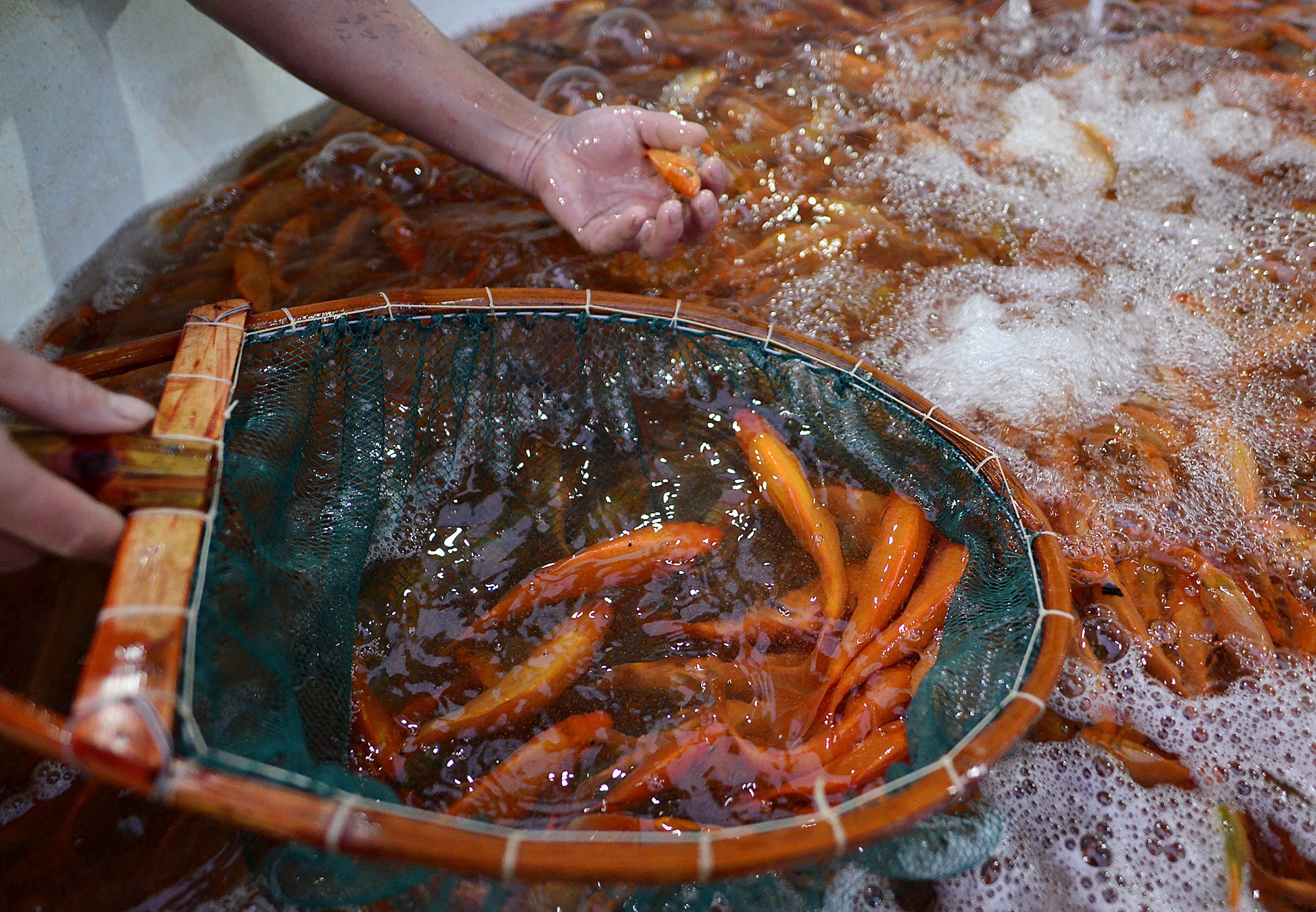 Cho ca lon nhat Ha Noi tap nap truoc ngay Tao quan chau troi hinh anh