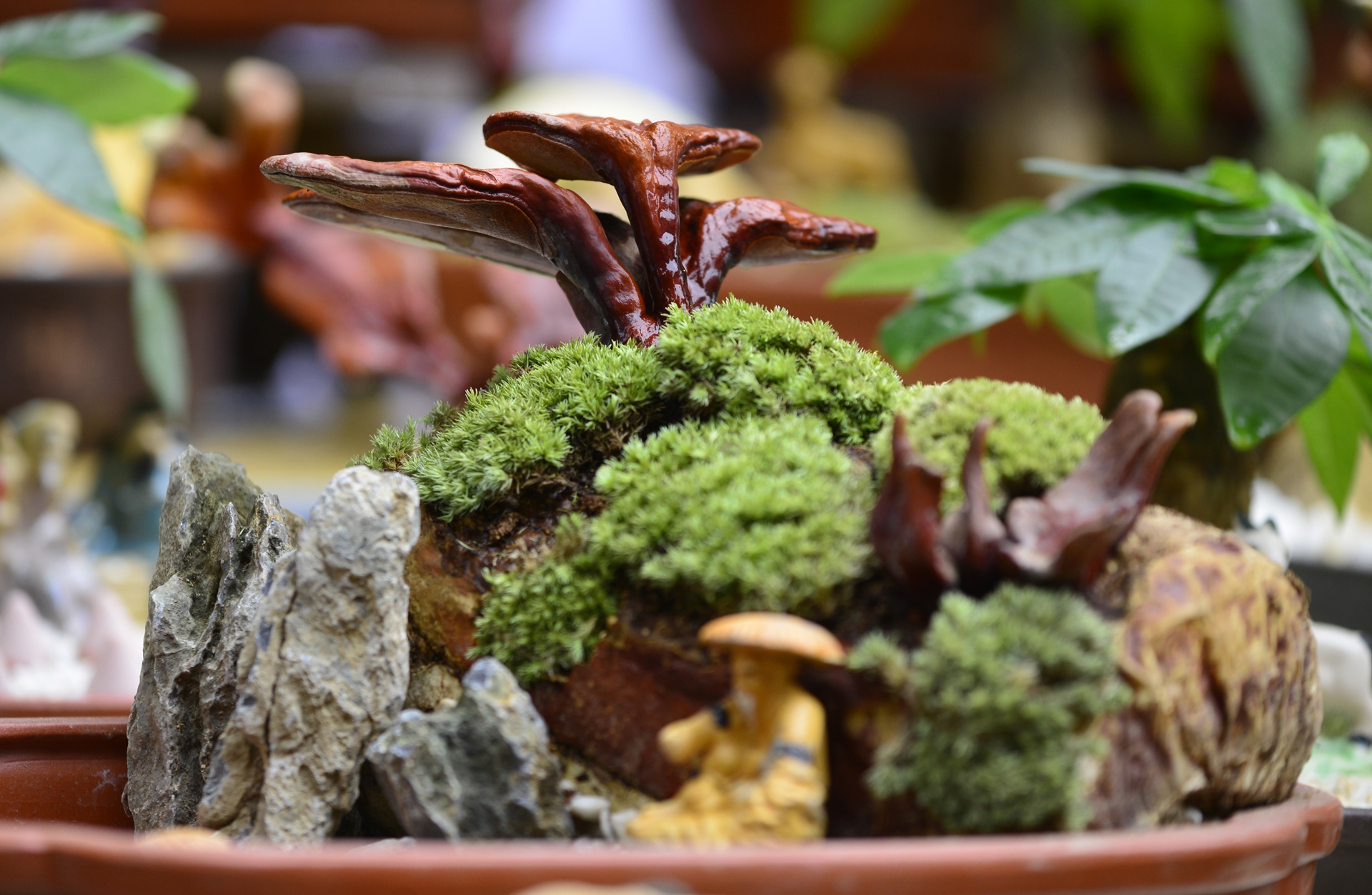 Nam linh chi bien thanh cay canh trung bay dip Tet hinh anh