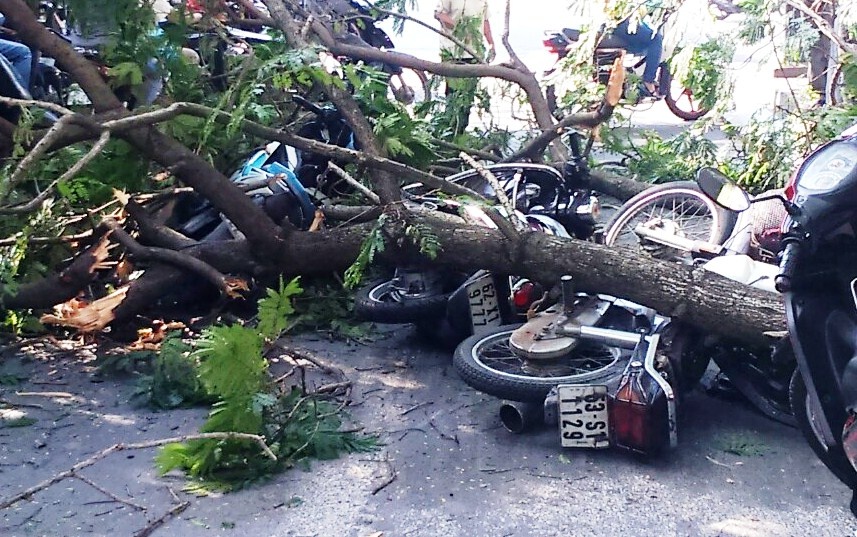 Cay xanh gay nhanh, de 3 nguoi o trung tam TP.HCM hinh anh