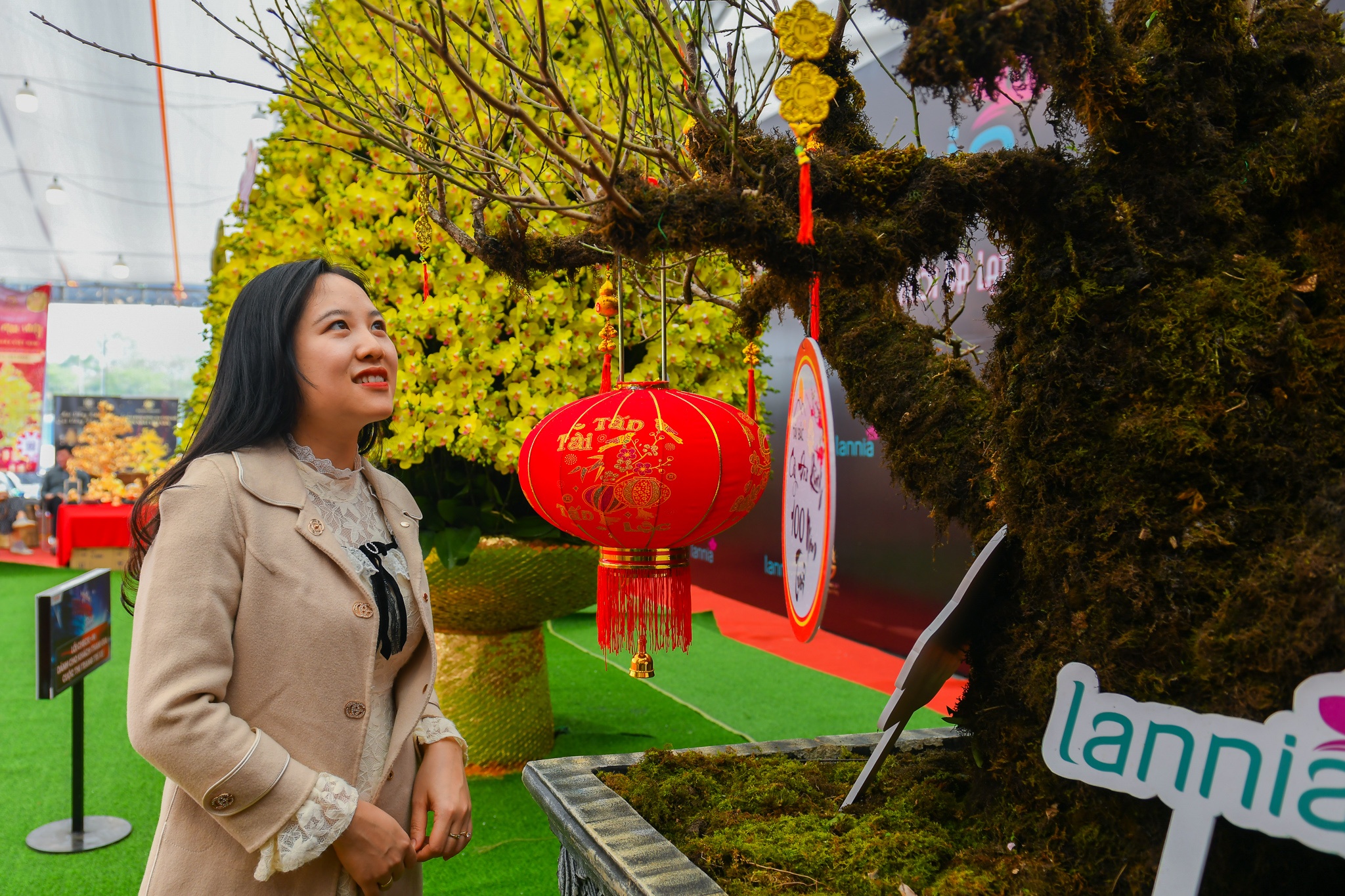 Cay dao rung 100 tuoi vuot hang tram km ve Ha Noi hinh anh