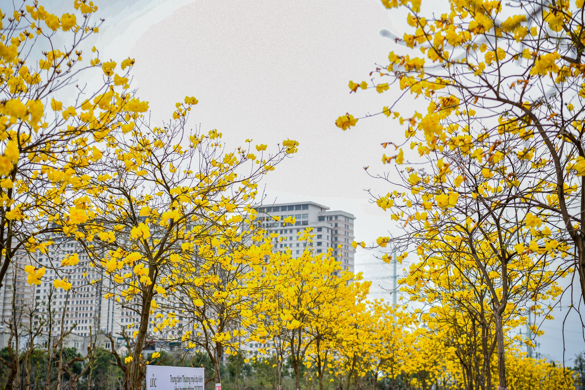 Con duong hoa phong linh anh 3