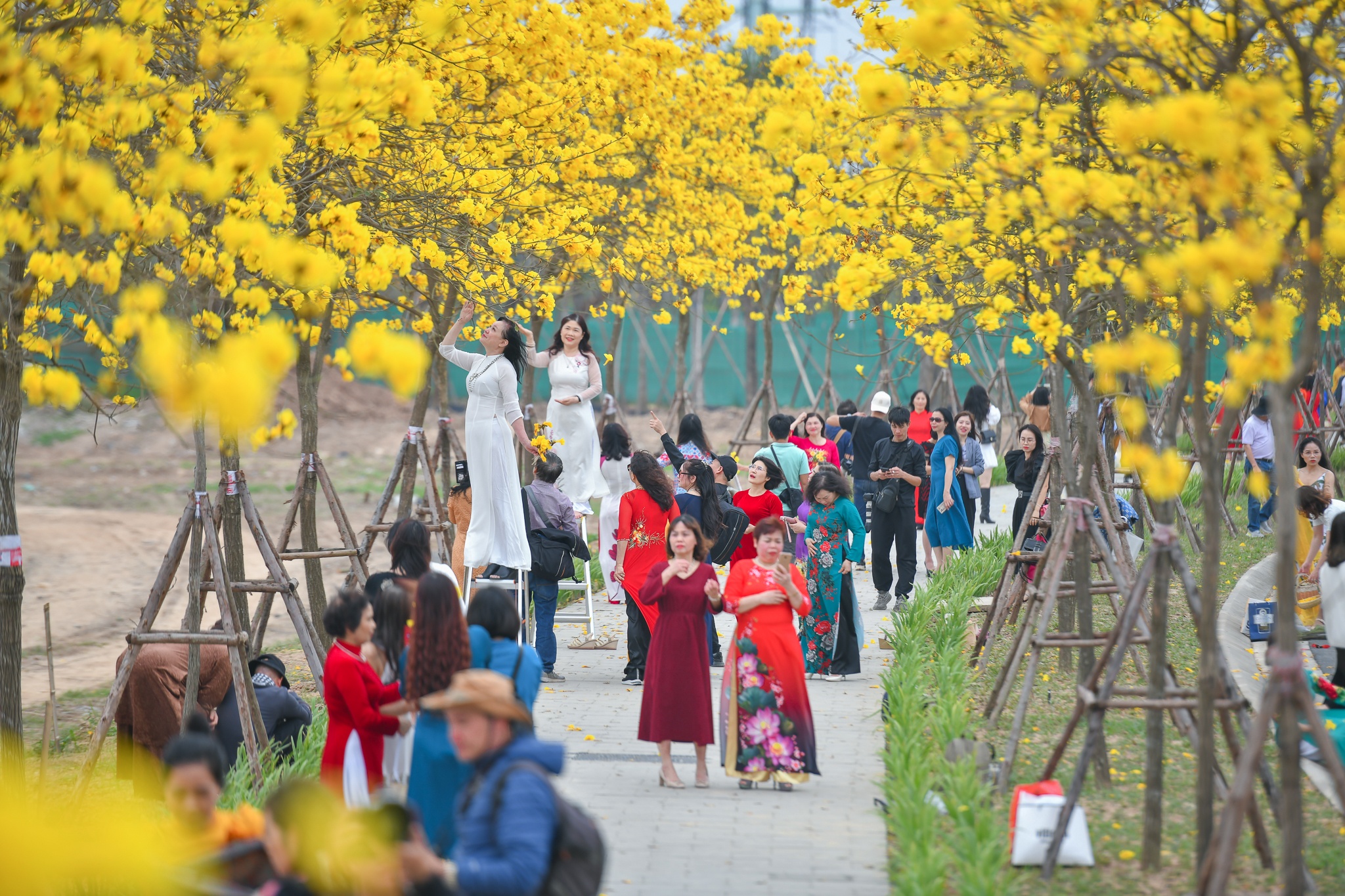 Con duong hoa phong linh anh 2