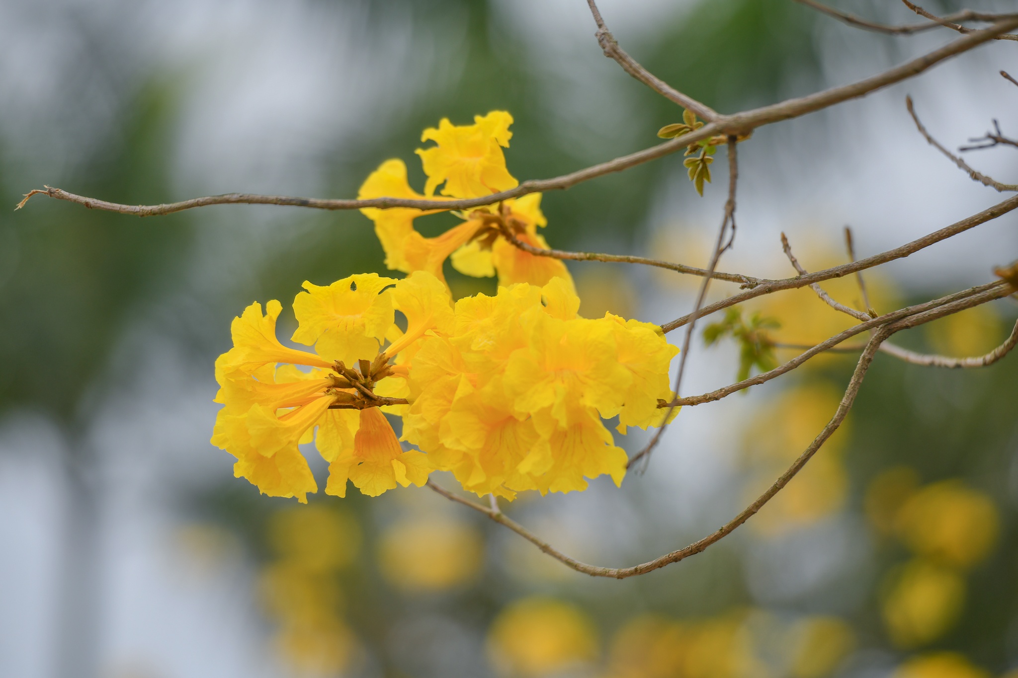 Con duong hoa phong linh anh 4