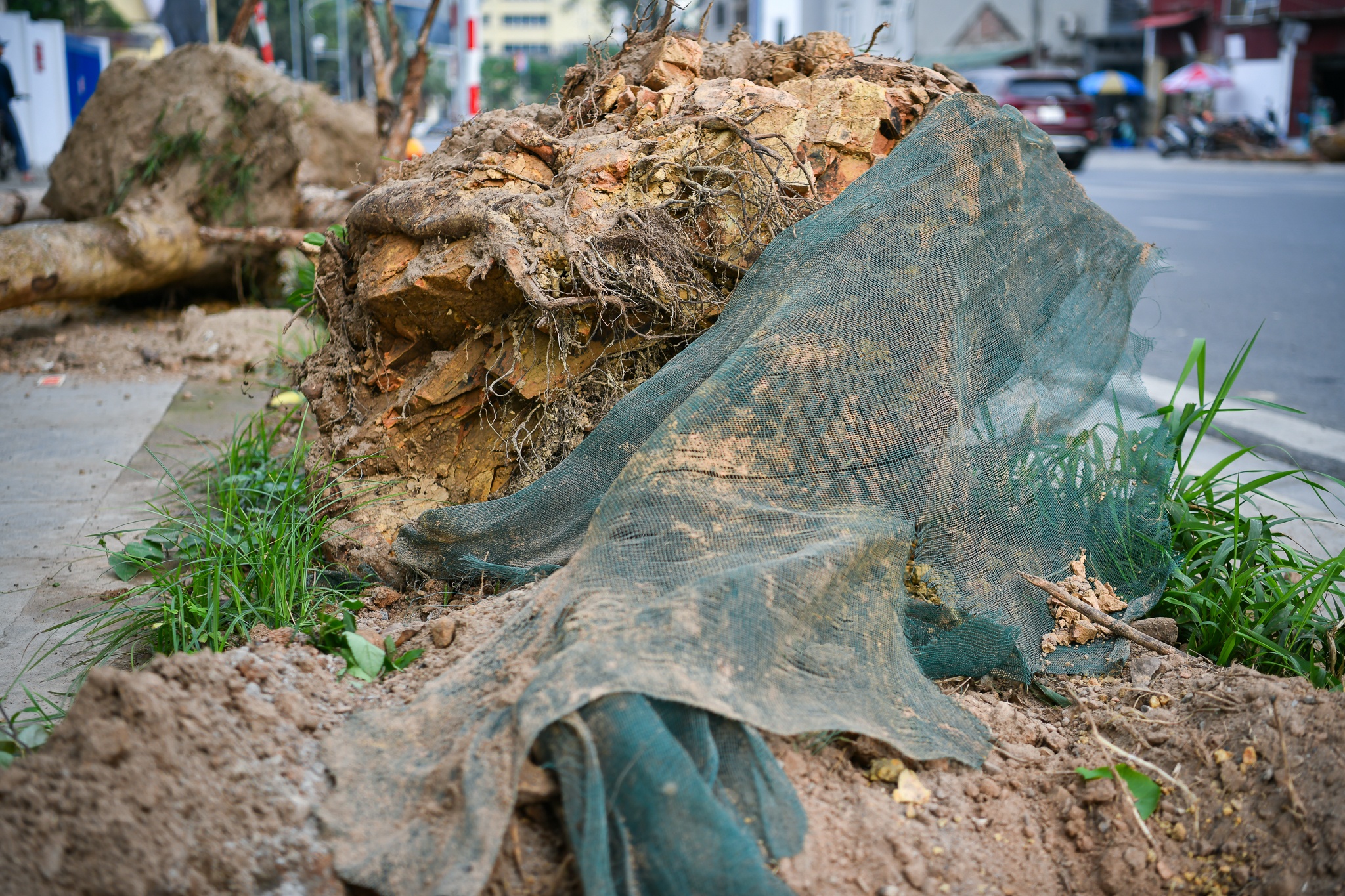 Cay do thi chet kho anh 3