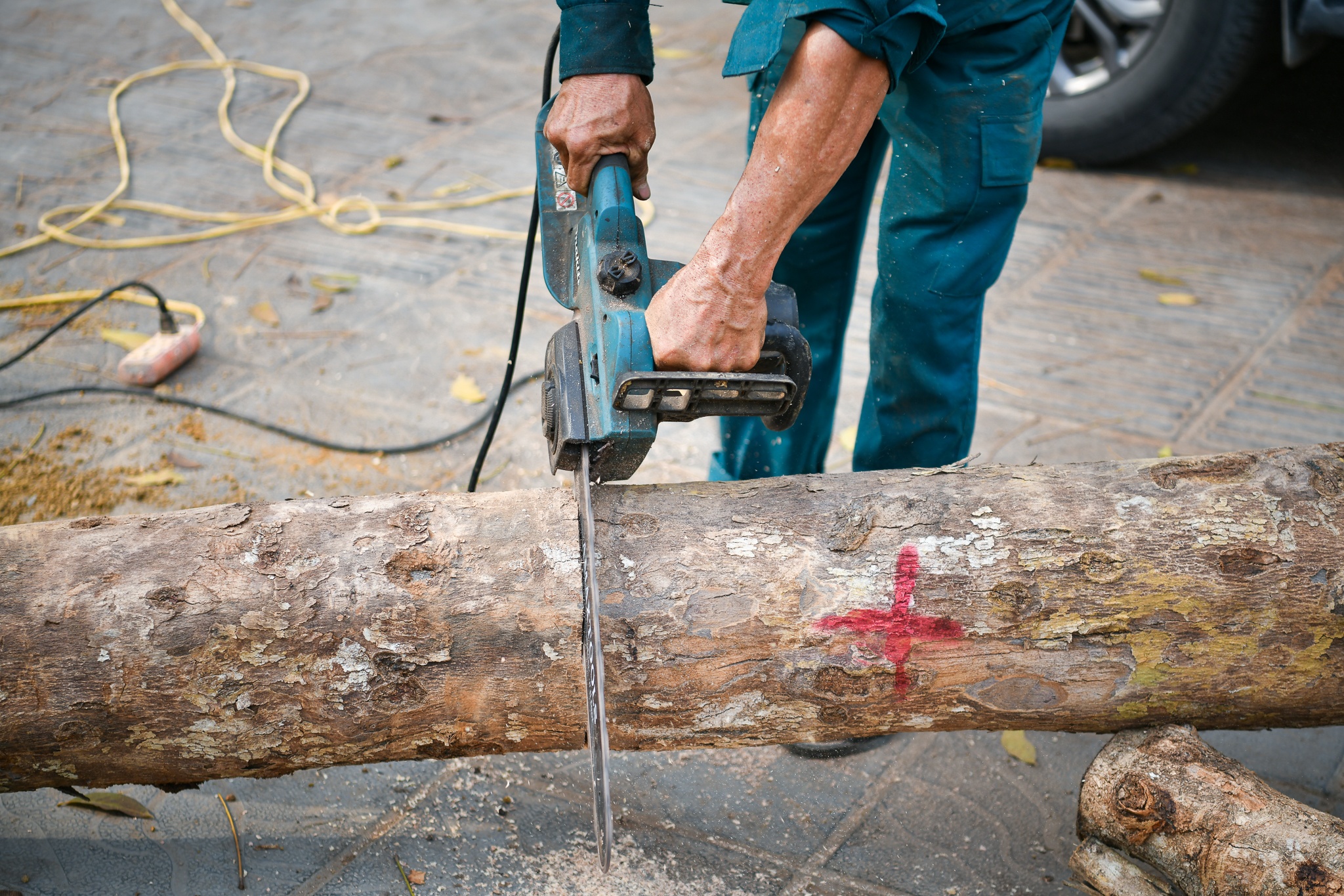 Cay do thi chet kho anh 5