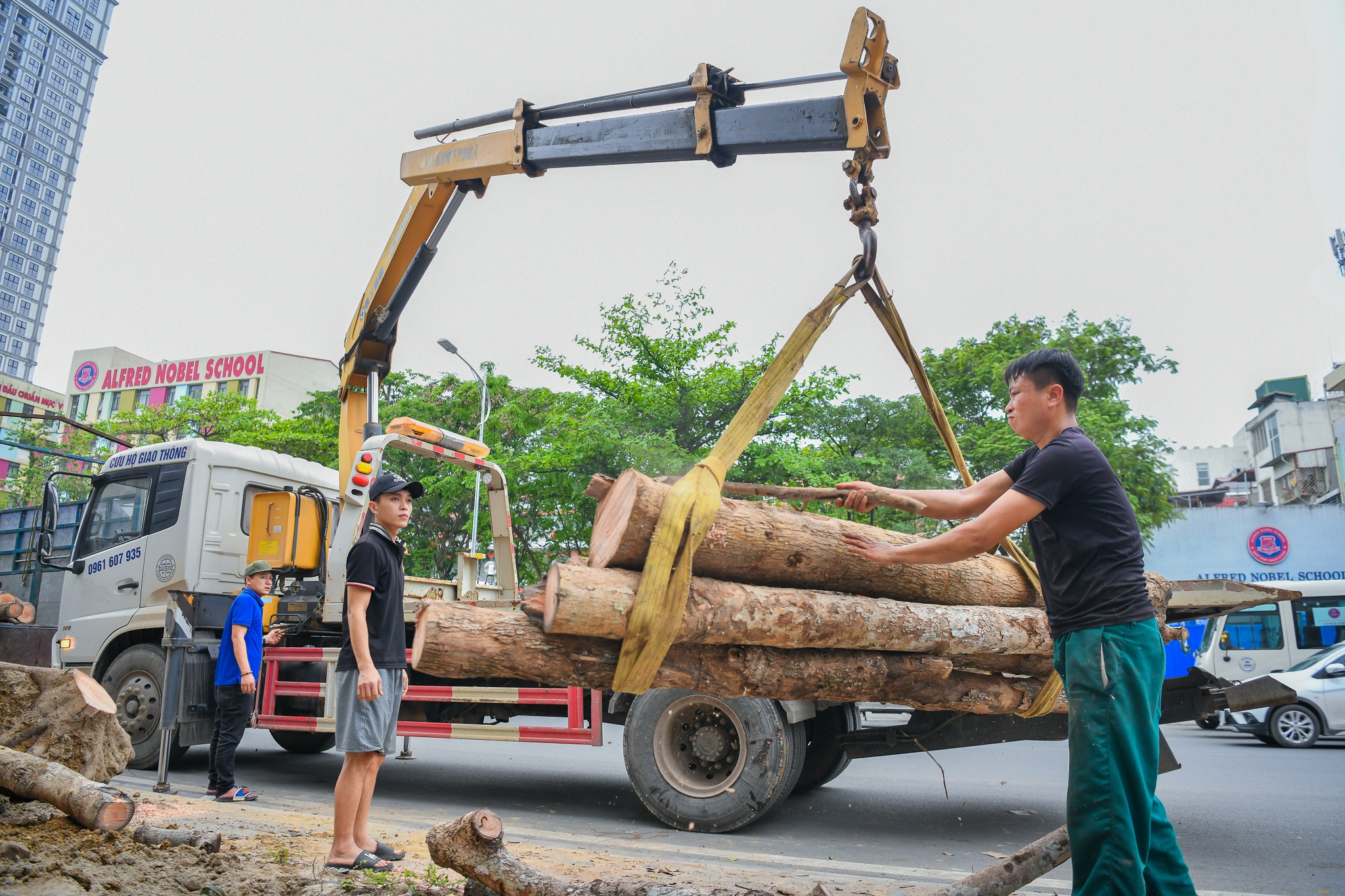 Hang cay moi duoc trong da bi cat bo o Ha Noi hinh anh