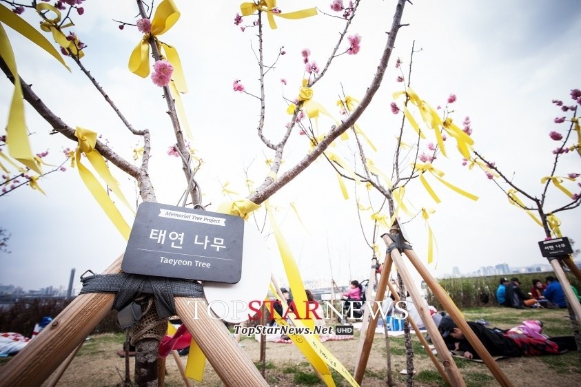 Cây Taeyeon. Ảnh: topstarnews