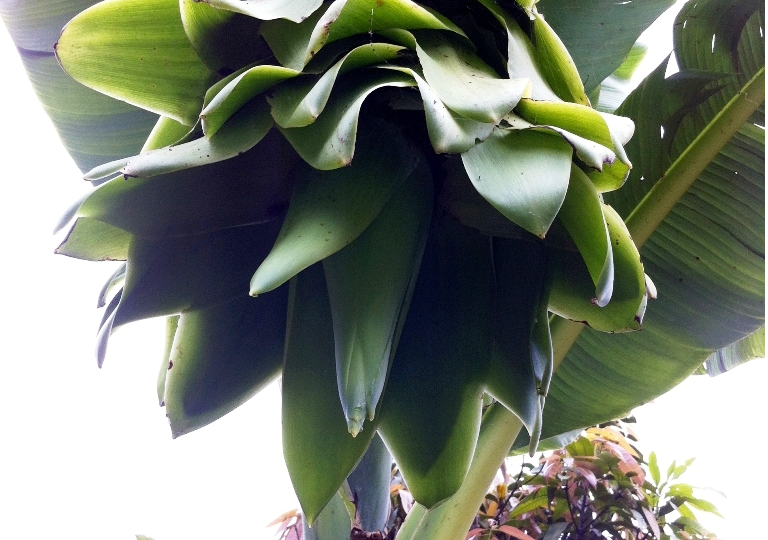 Do xo di xem hoa chuoi no nhu hoa sung hinh anh