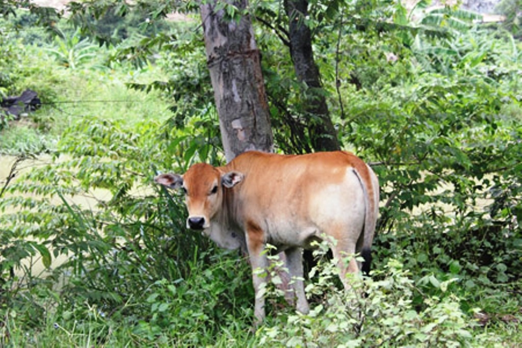 Doi xet nghiem ADN... bo vi tranh chap hinh anh