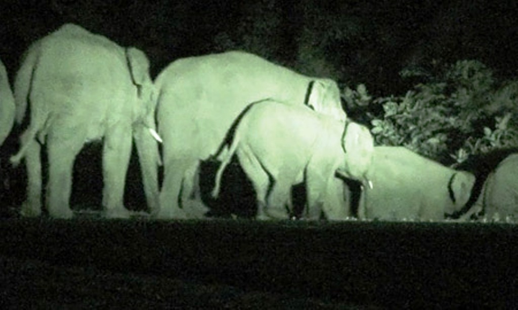 Dan voi rung Dak Nong xuong khu dan cu pha nat hoa mau hinh anh