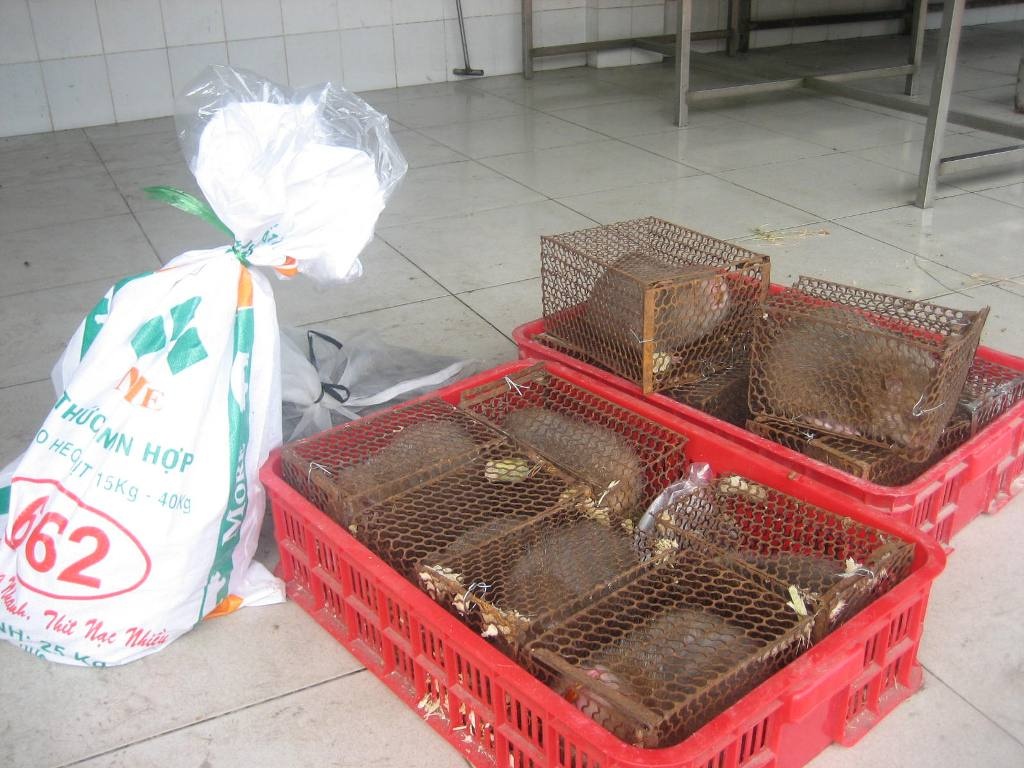 Xe khach giuong nam cho hang chuc con ran ho hanh hinh anh