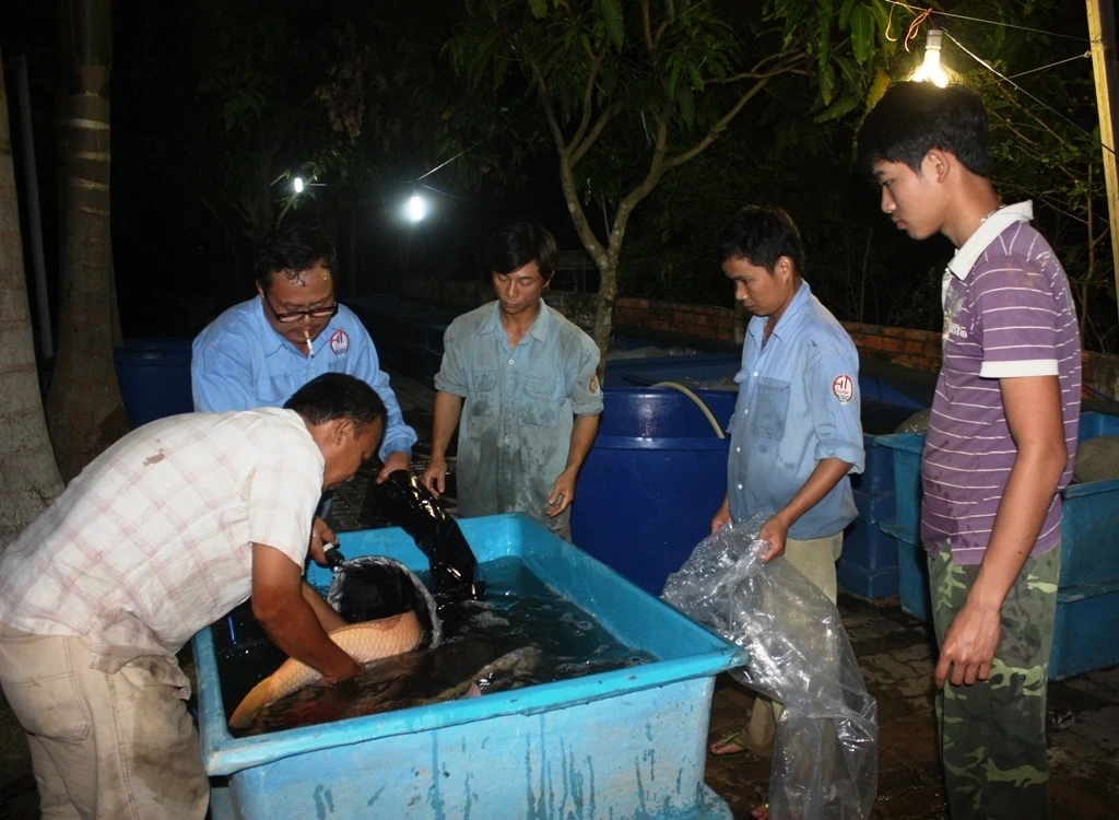 Trong số các được nhập về, có nhiều chú cá “khủng” thuộc nhiều dòng nổi tiếng được định giá từ vài ngàn cho đến hơn 20 ngàn đô la Mỹ.