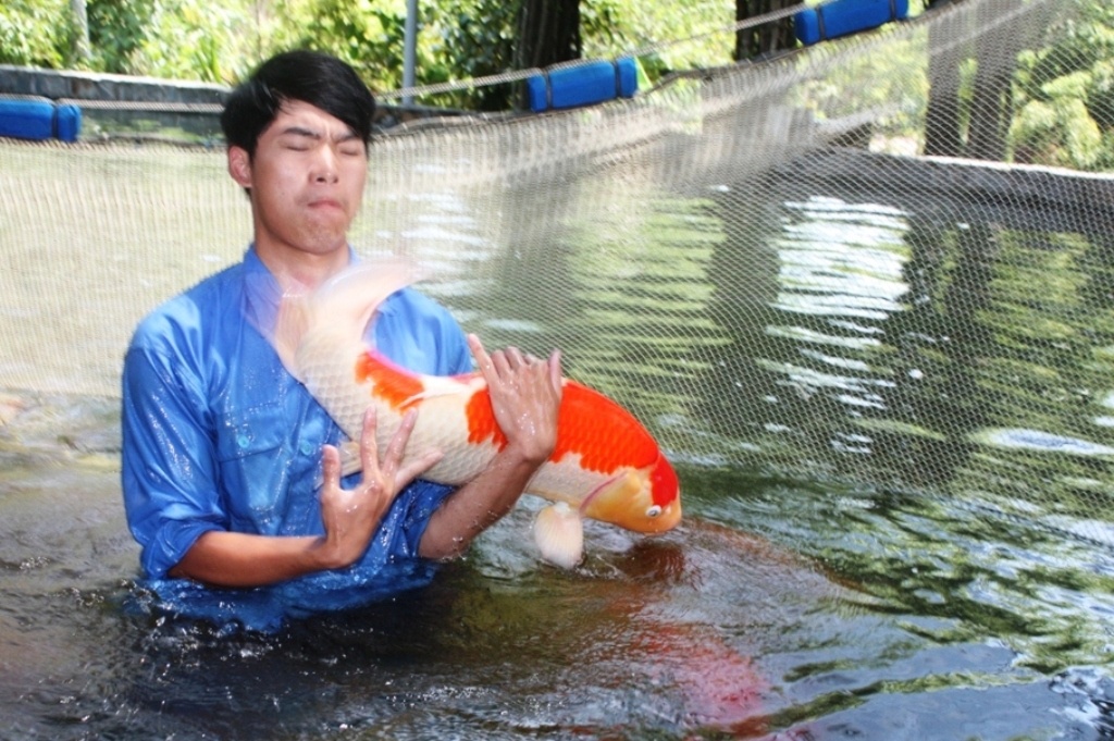 Ông Lê Hữu Dũng – tổng giám đốc công ty TNHH thương mại dịch vụ Hải Thanh, cho biết mục đích của công ty khi nhập lô cá “khủng” này về là để phát triển sản xuất cá Koi trong nước, mang lại nguồn cá bố mẹ chất lượng cao.