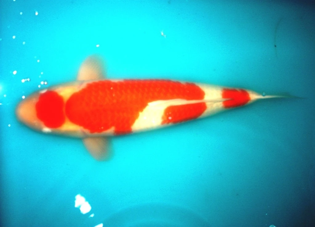 Ông Dũng cho biết, trong lô hàng có chú cá Koi dòng Kohaku dài 87cm tuyệt đẹp, được định giá 20.000 đô la Mỹ, hơn 400 triệu đồng Việt Nam. Trong ảnh: cá Koi dòng Ka